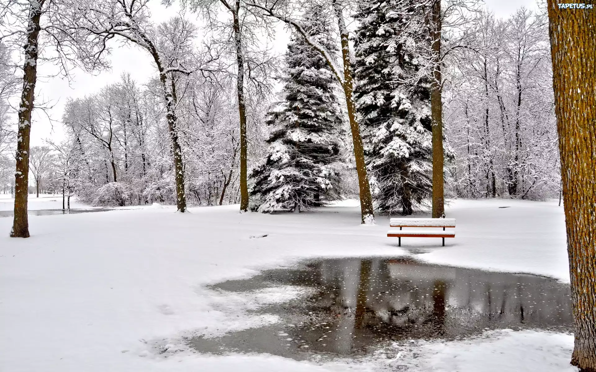 Park, Drzewa, Ławka, Zima