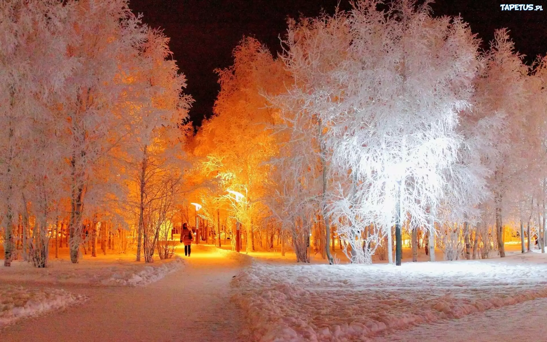 Park, Zimą, Białe, Drzewa