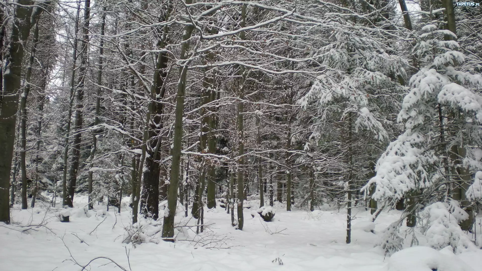 Las, śnieg
