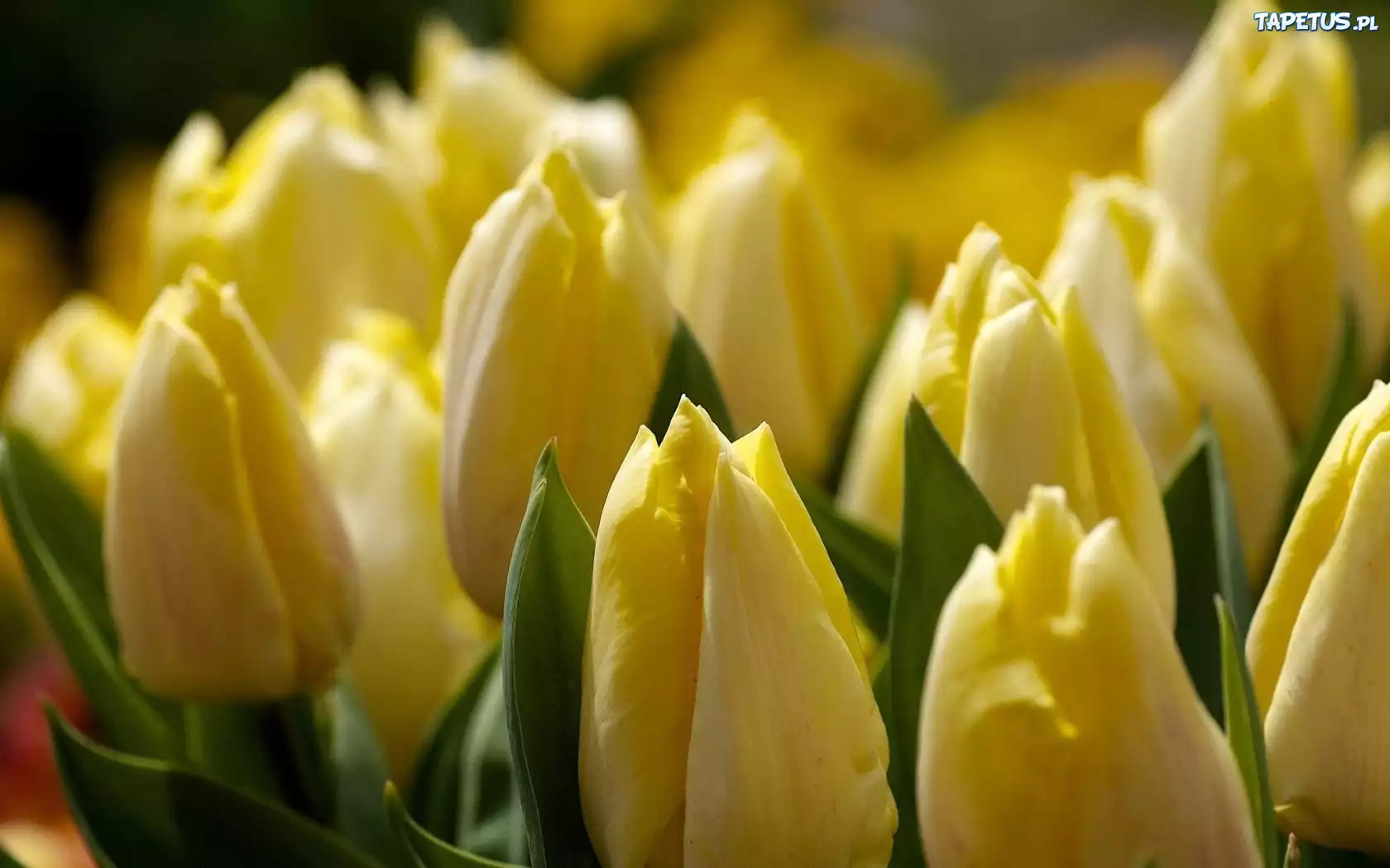 Żółte, Tulipany