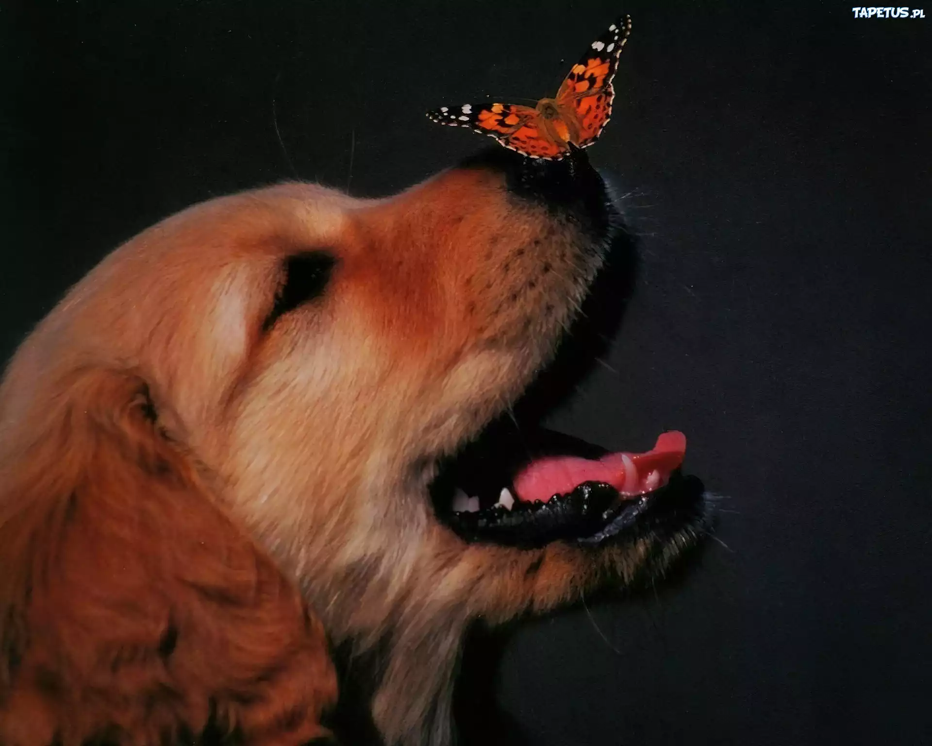 Pies, Motyl, Nos
