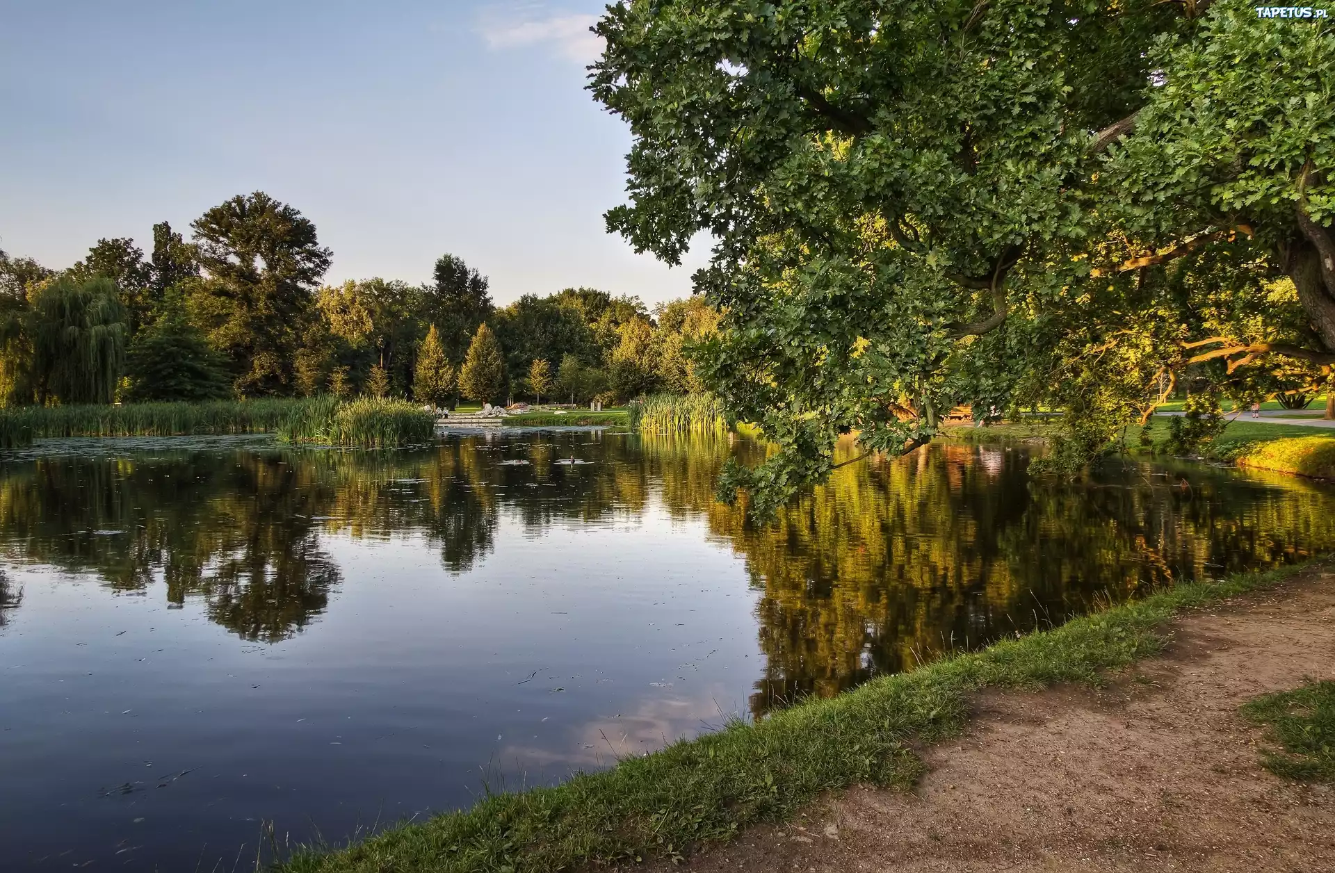 Park, Jezioro, Drzewo, Dróżka