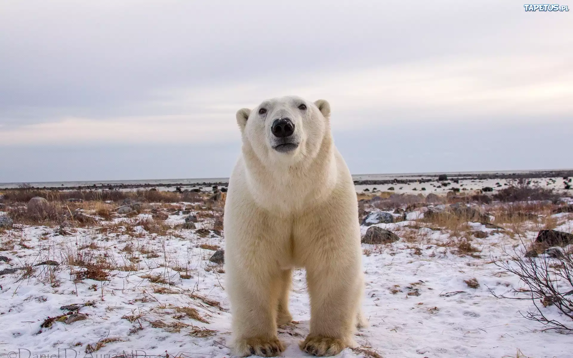 Miś, Polarny