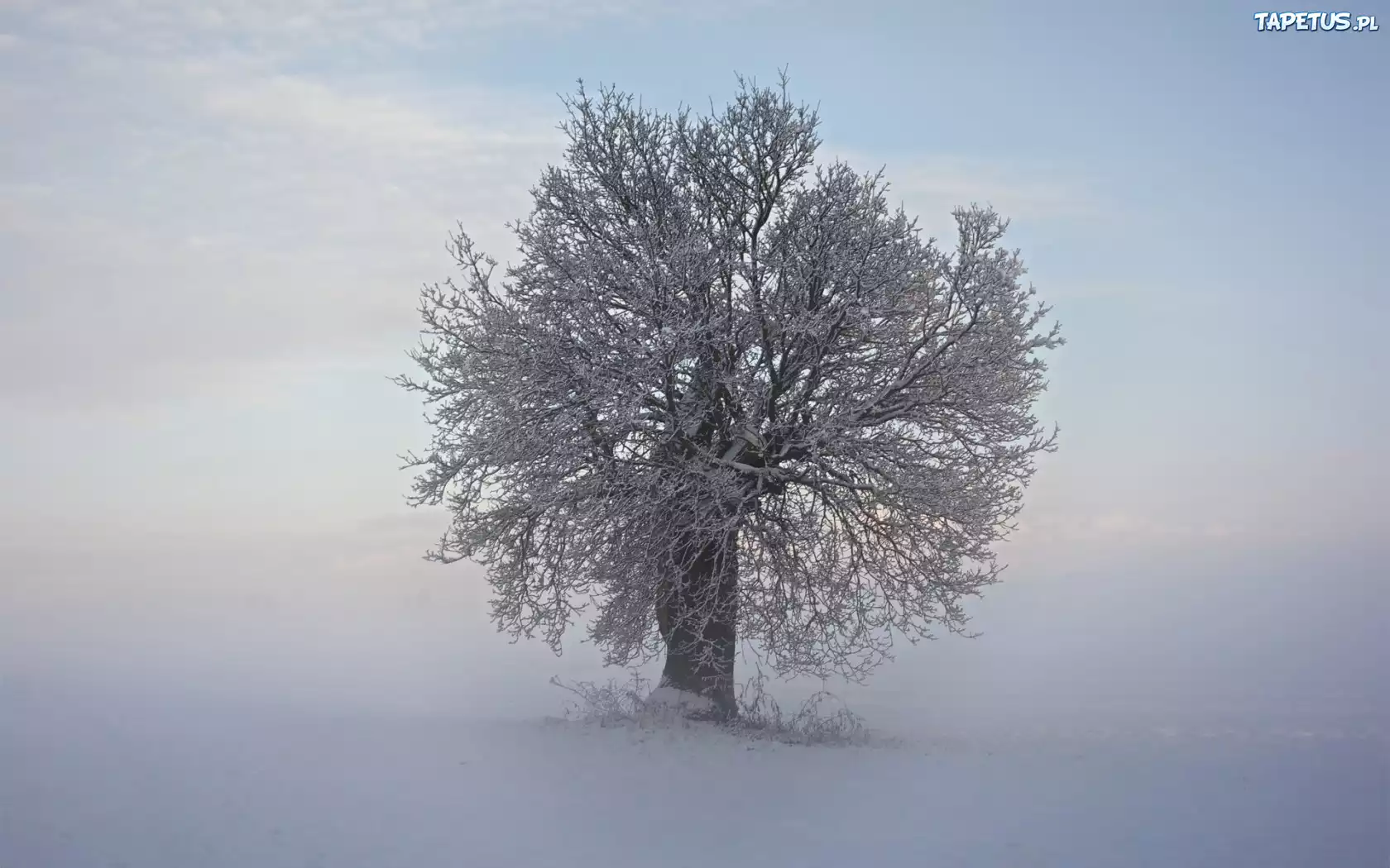 Zima, Mgła, Drzewo