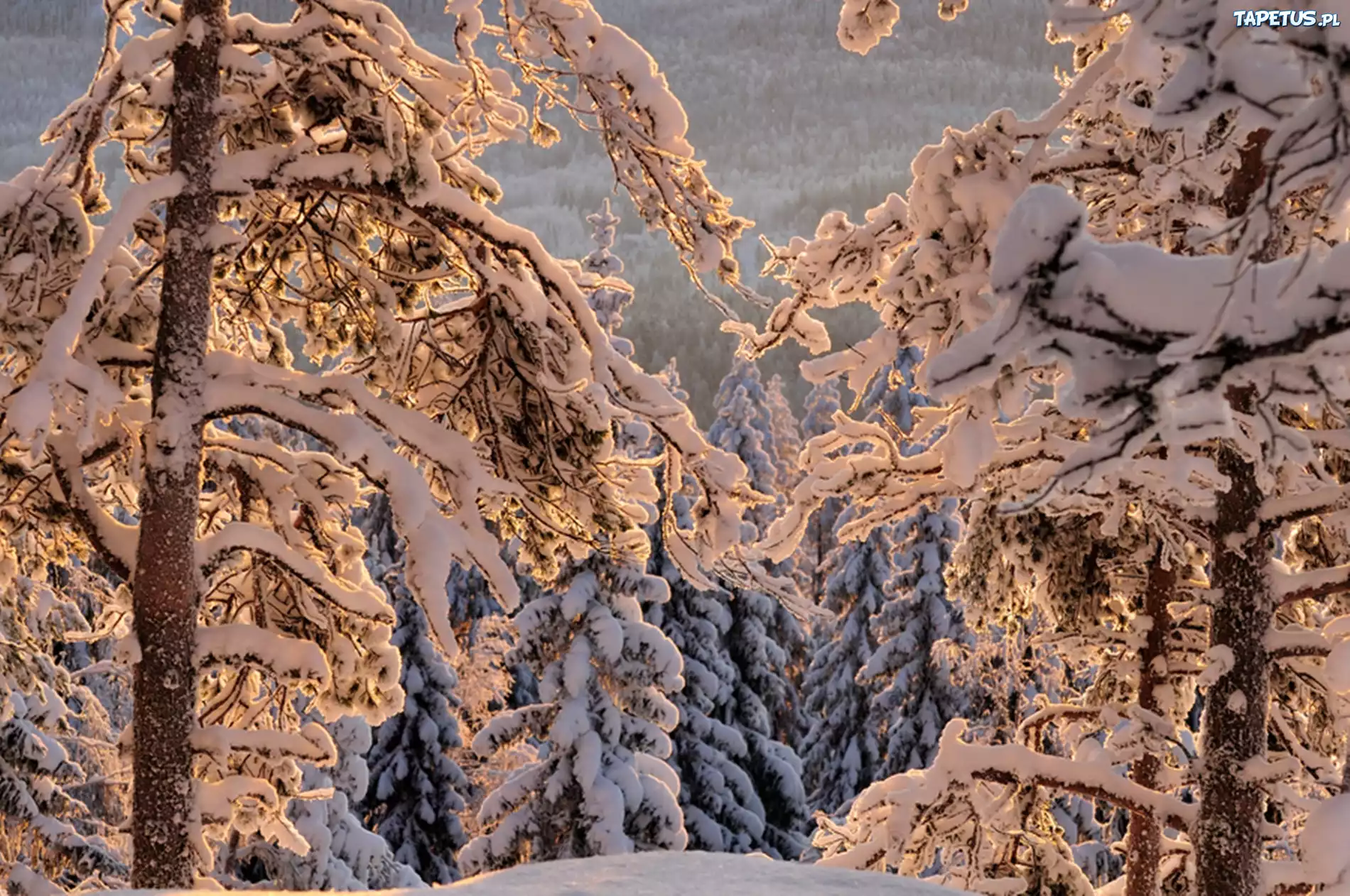 Las, Śnieg, Zima