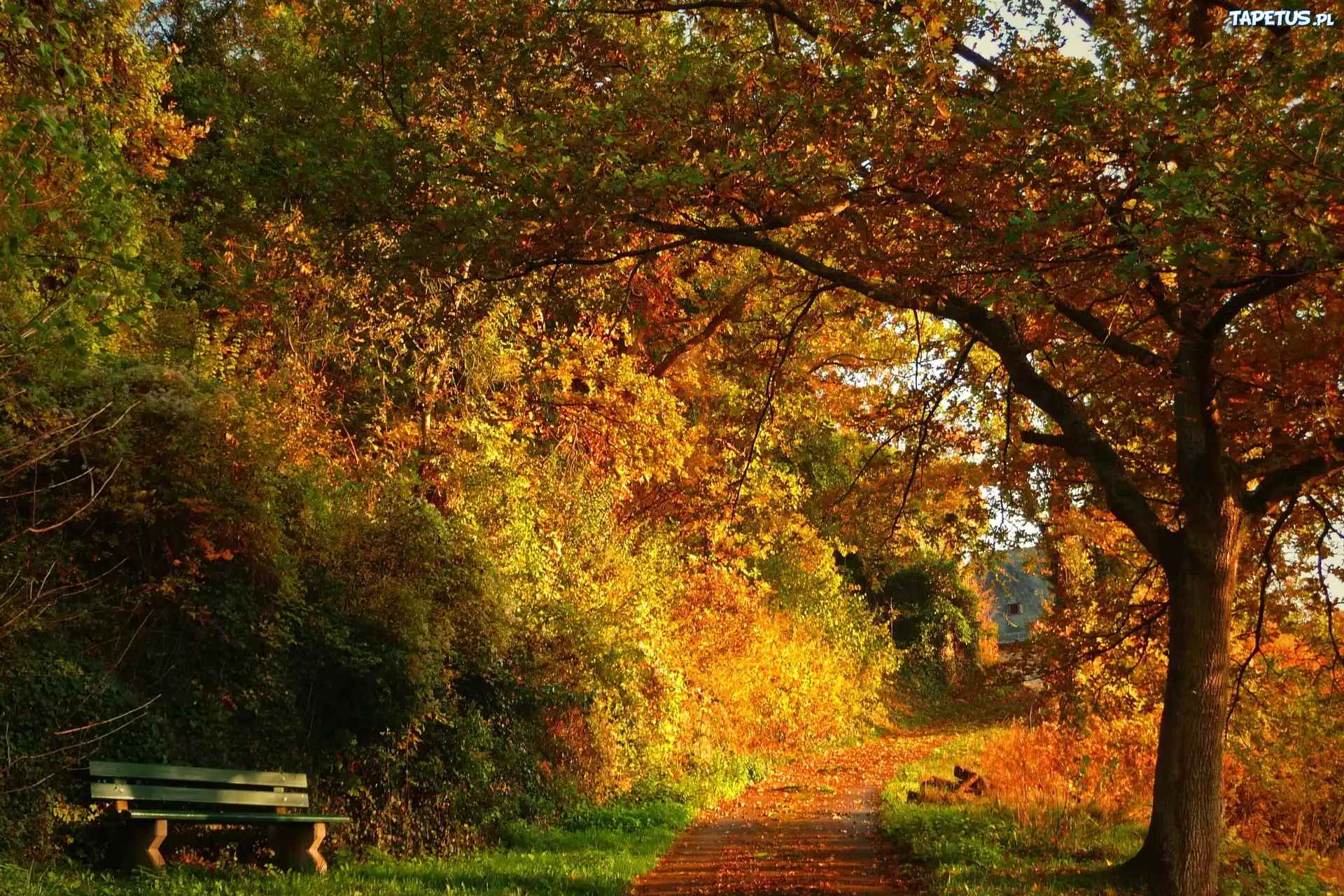 Park, Drzewa, Ścieżka, Ławka