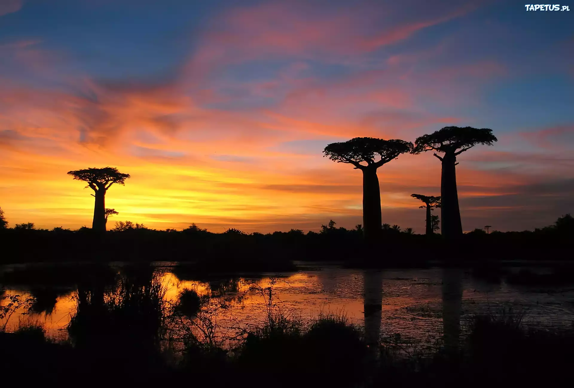 Baobab, Jezioro, Zachód Słońca