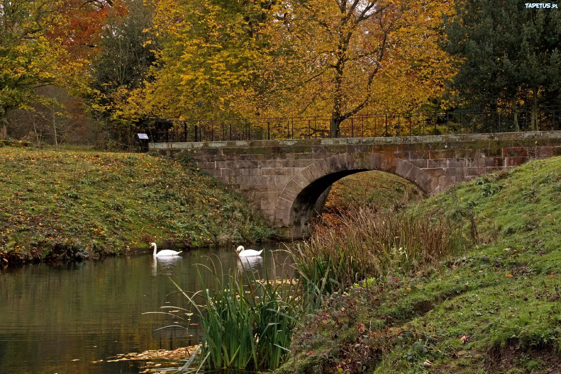 Park, Rzeka, Most, Łabędzie