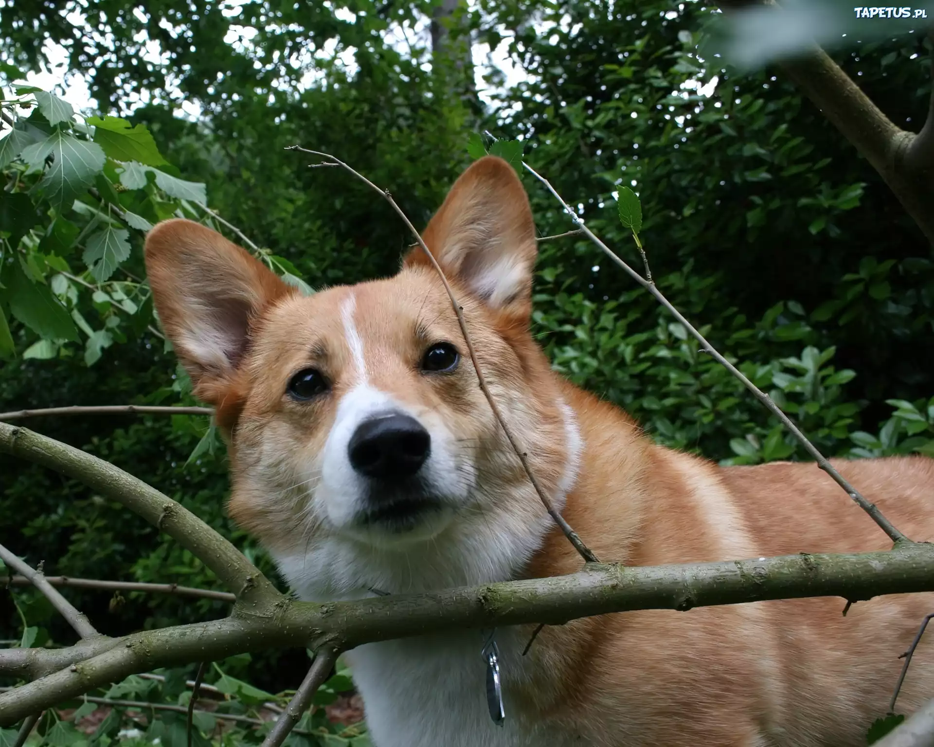 Welsh corgi pembroke, las