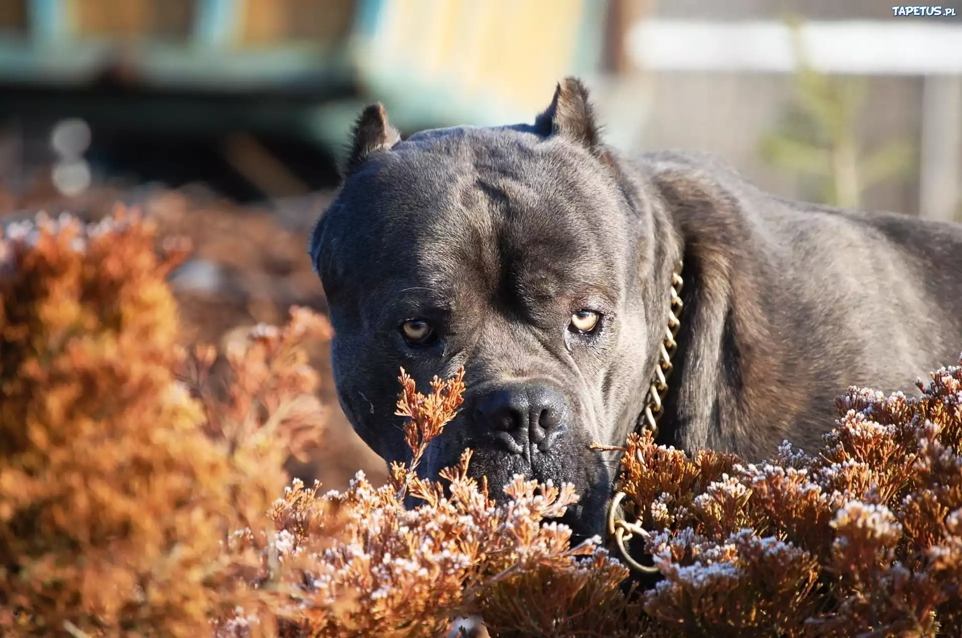 Czarny, Pit, Bull, Terrier