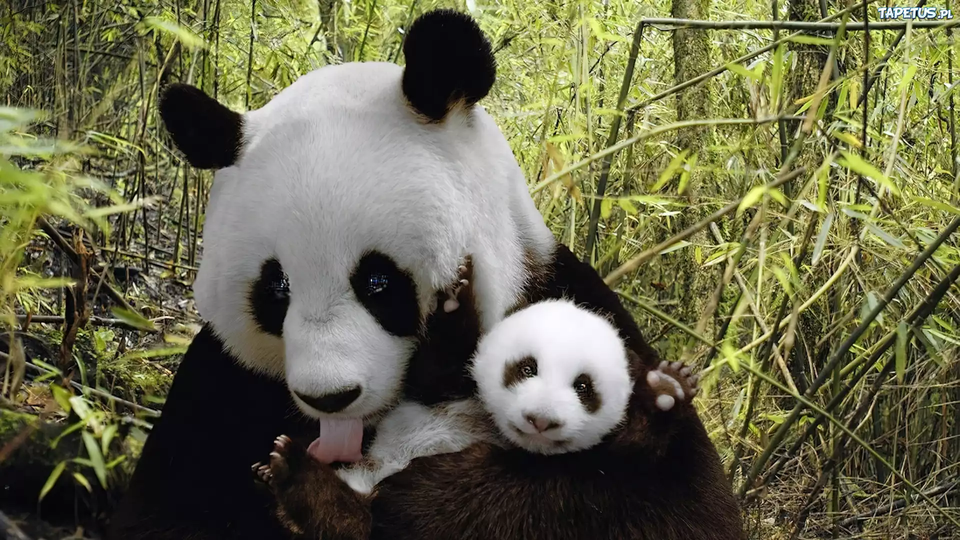 Mama, Miś, Małe, Pandy