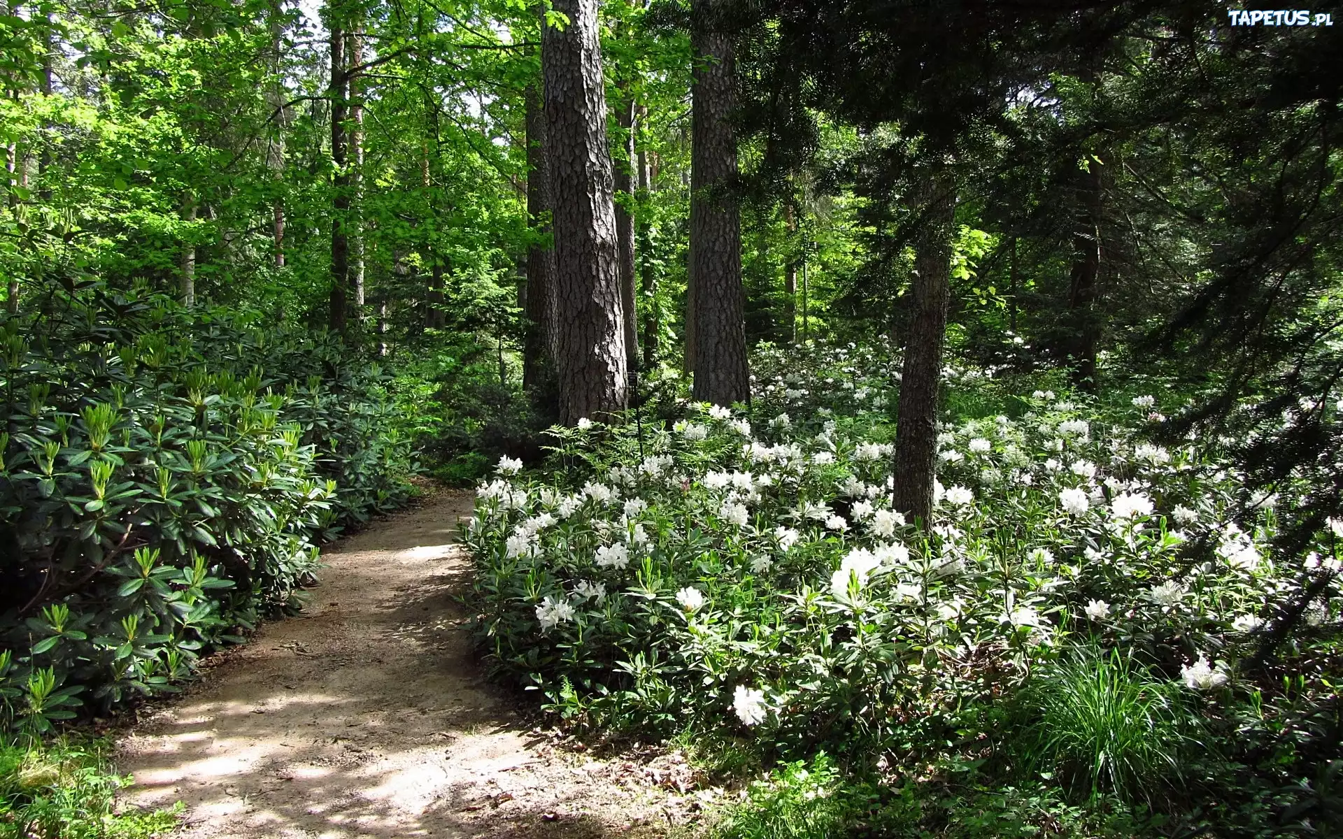Dróżka, Las, Rododendrony