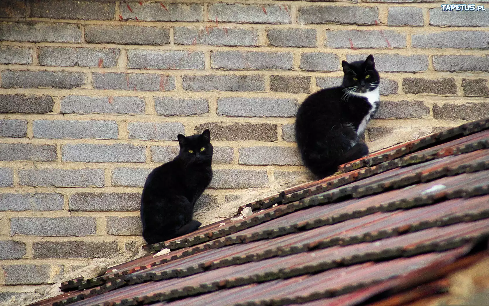 Черная кошка в доме хорошо. Кот на крыше. Кот на Креге. Черная кошка на крыше. Коты черные на крыше.