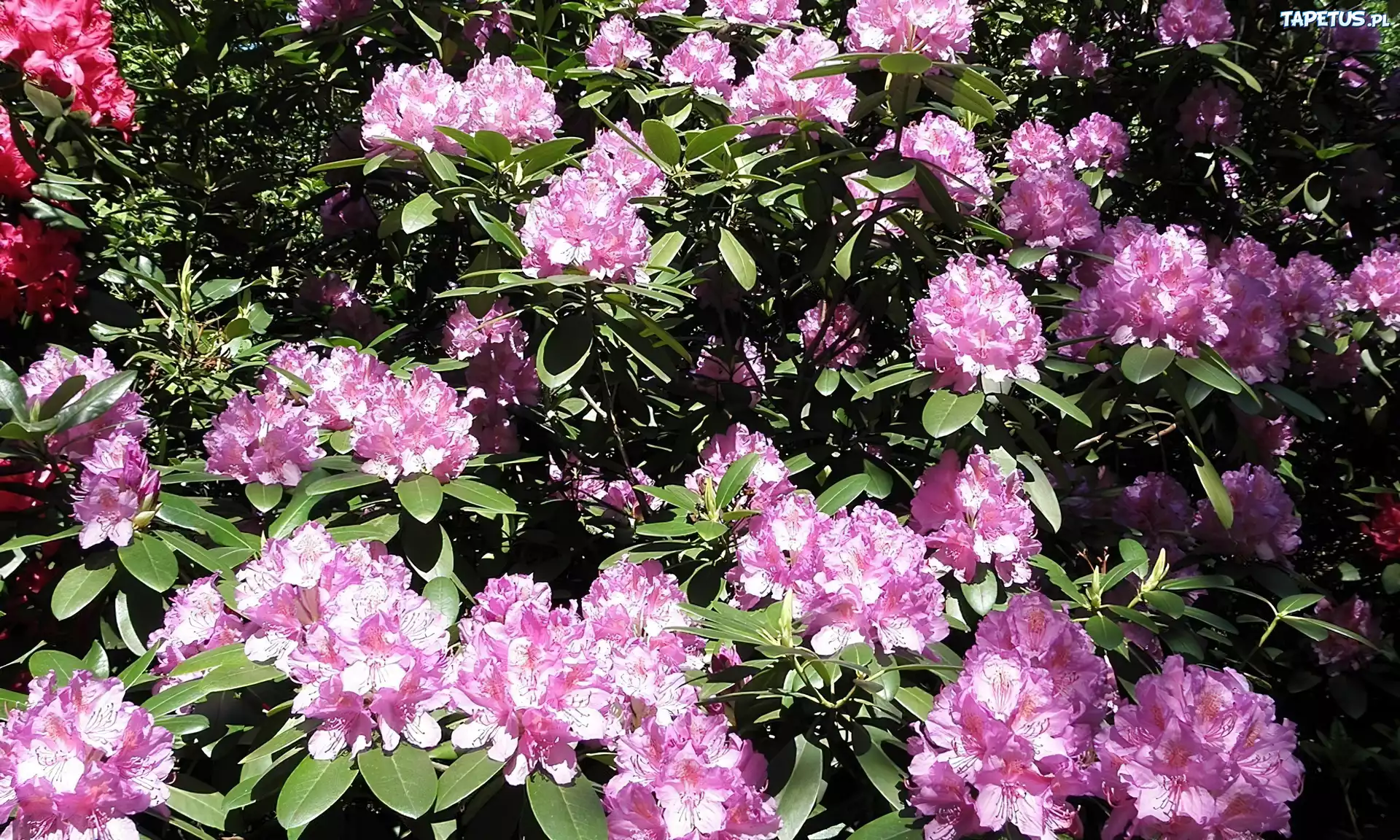 Rododendron, Różowe, Kwiaty