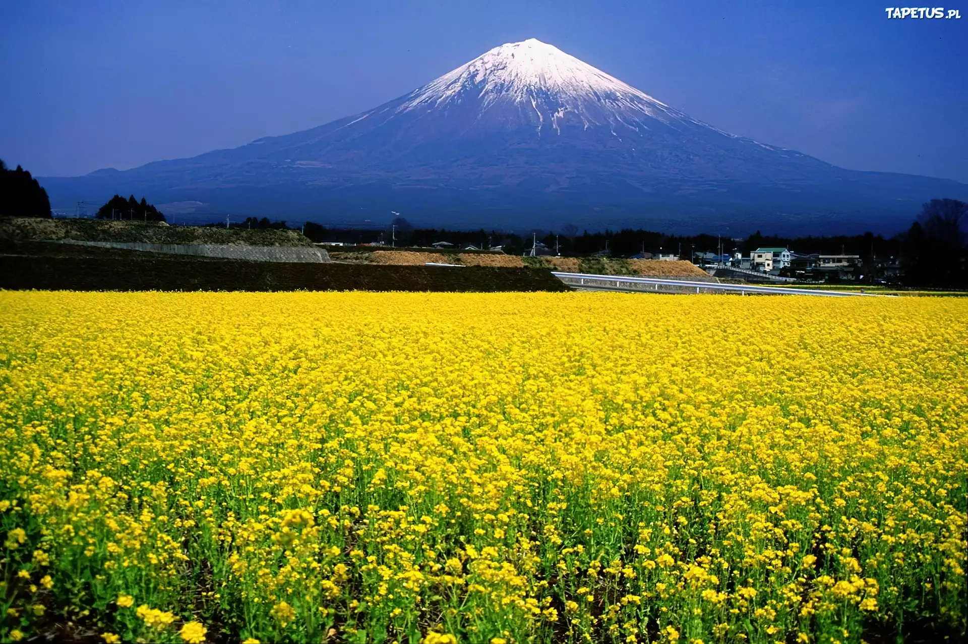 Łąka, Góra, Fuji, Japonia