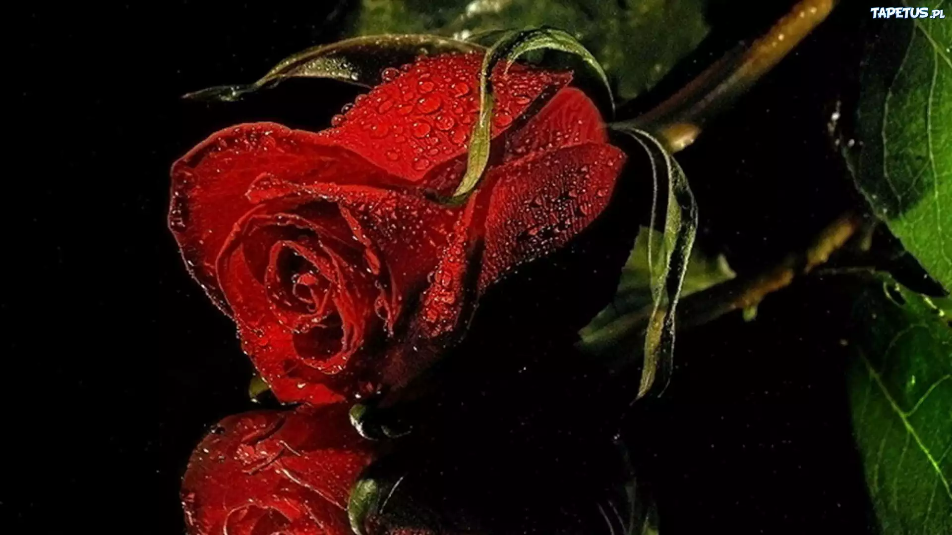 Kwiat, Czerwona, Róża, Rosa
