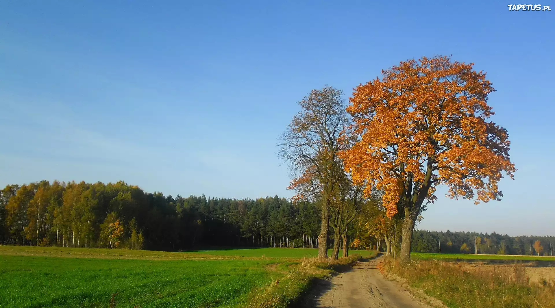 Jesień, Przydrożne, Drzewa