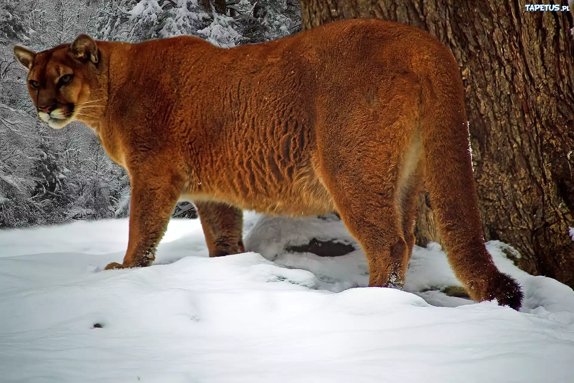 Puma, Śnieg, Zima