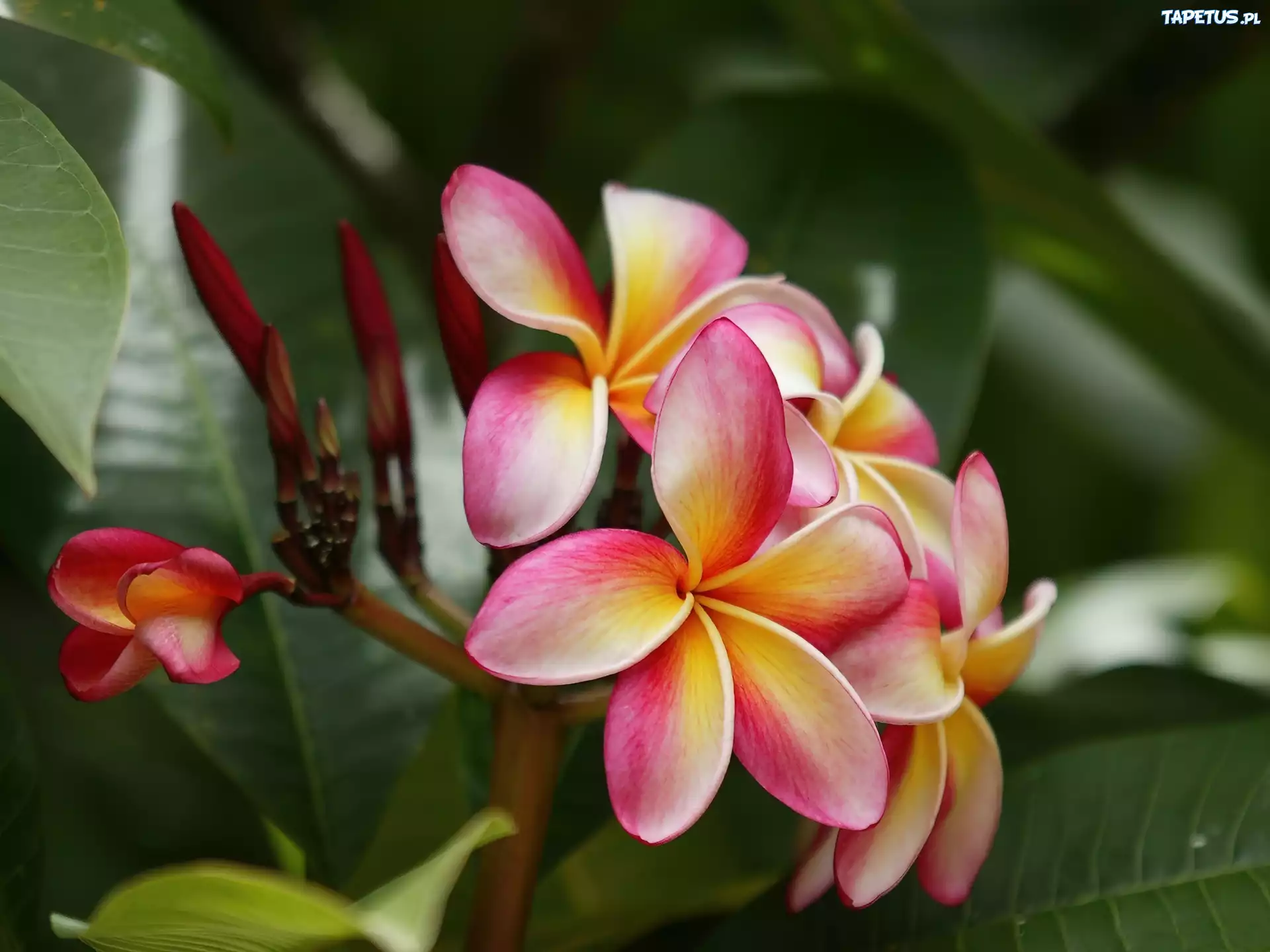 Różowo, Żółta, Plumeria