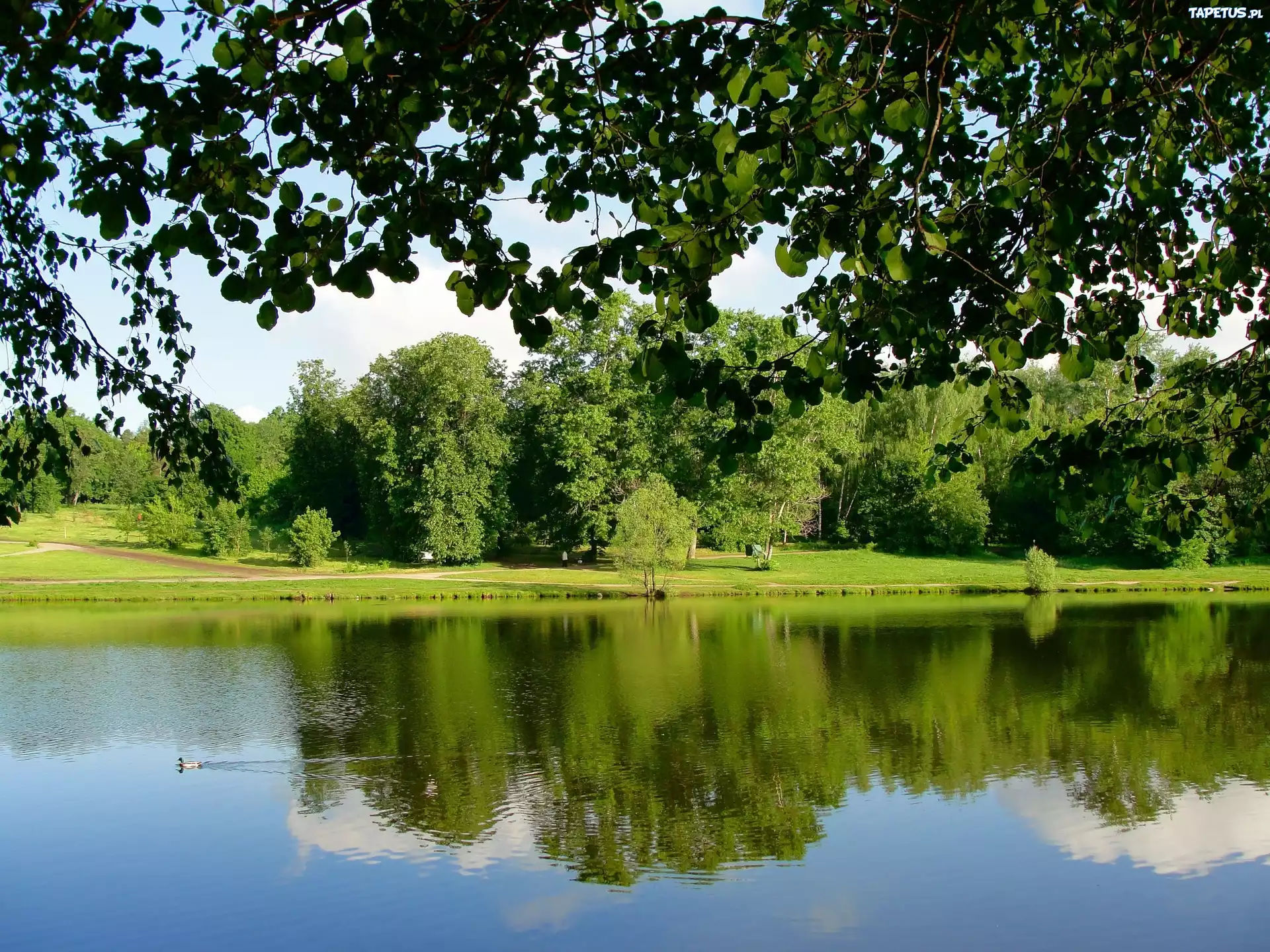 Park, Drzewa, Trawa, Jezioro, Odbicie