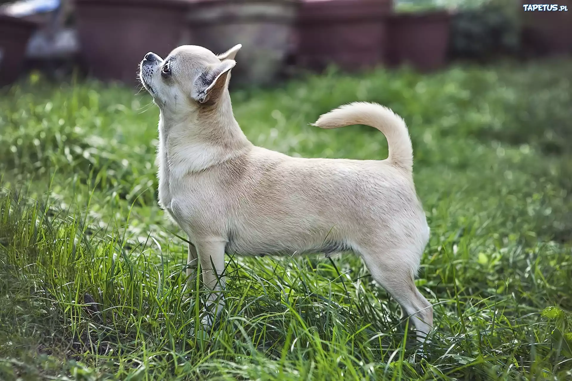Piesek, Chihuahua, Trawa