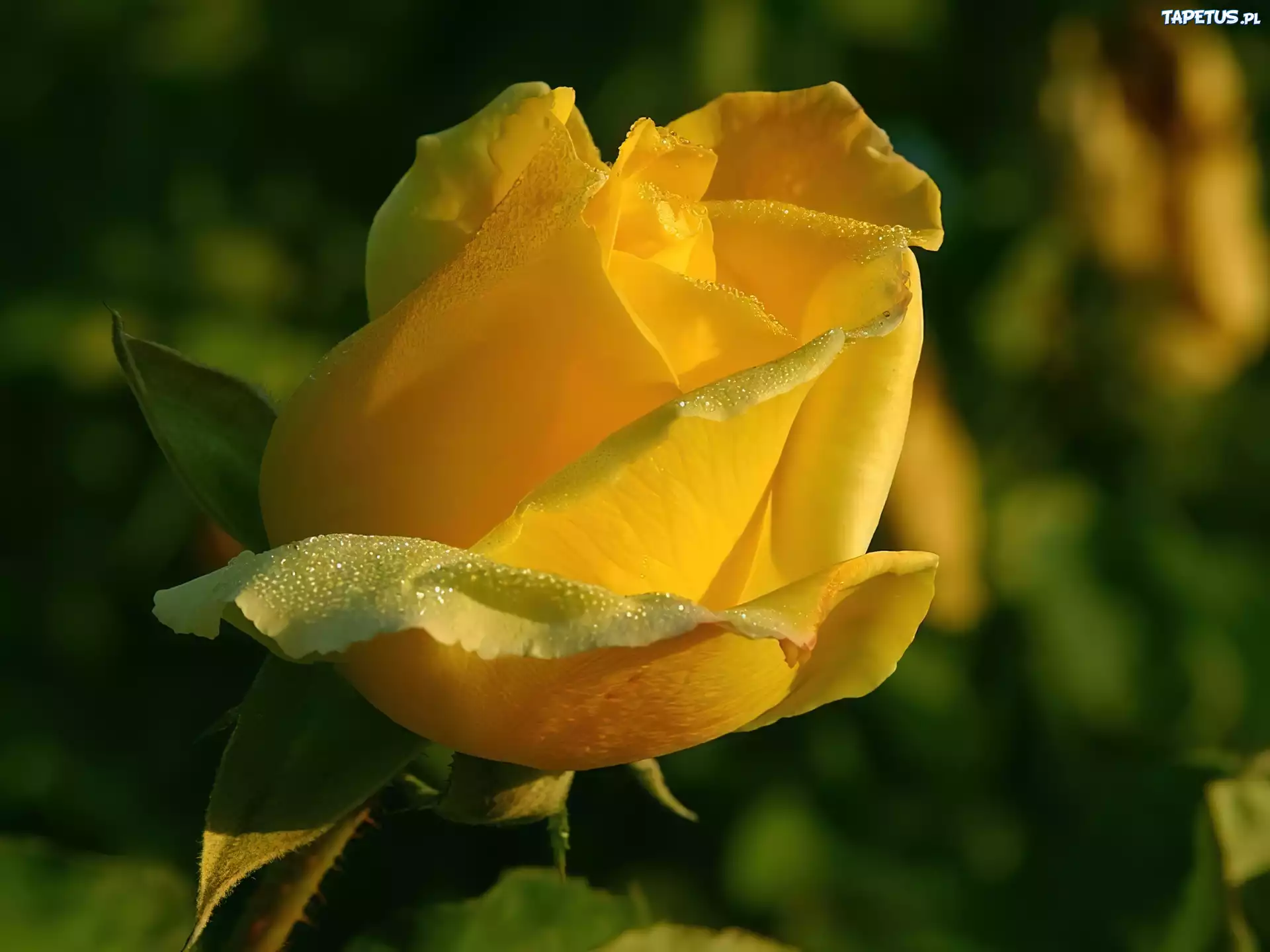 Żółta, Różą, Rosa