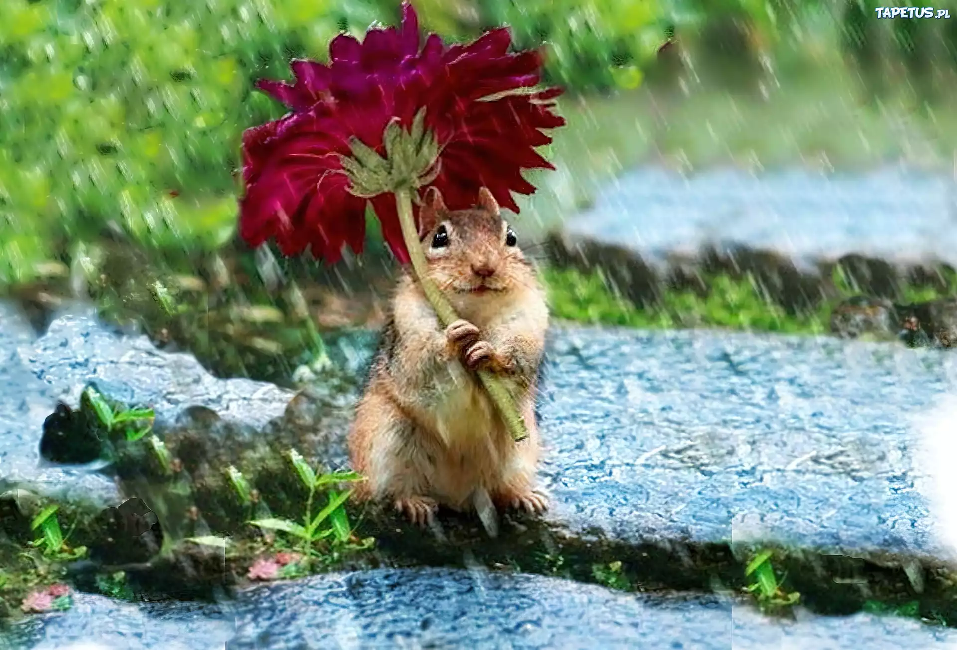 Chipmunk, Kwiatek, Deszcz