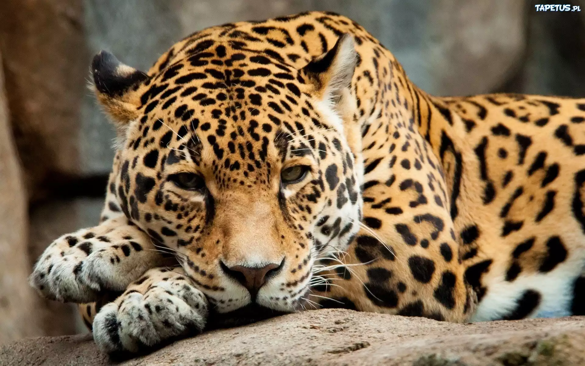 Jaguar, Dziki, Kot