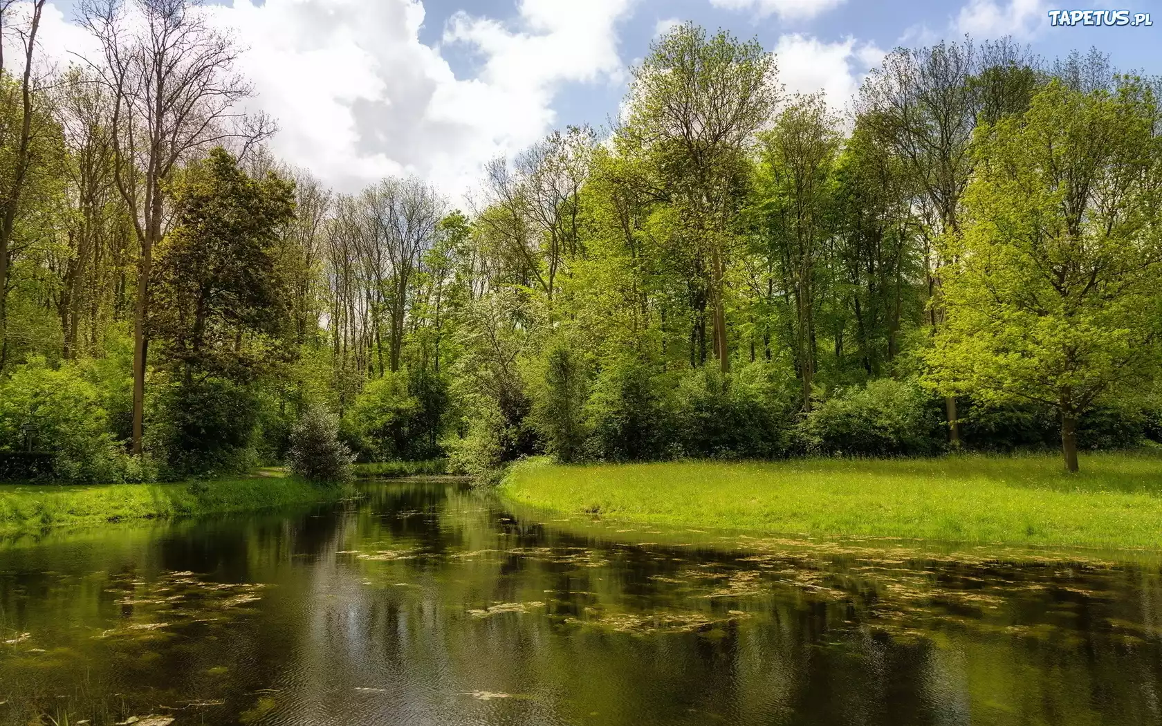 Rzeka, Park, Drzewa