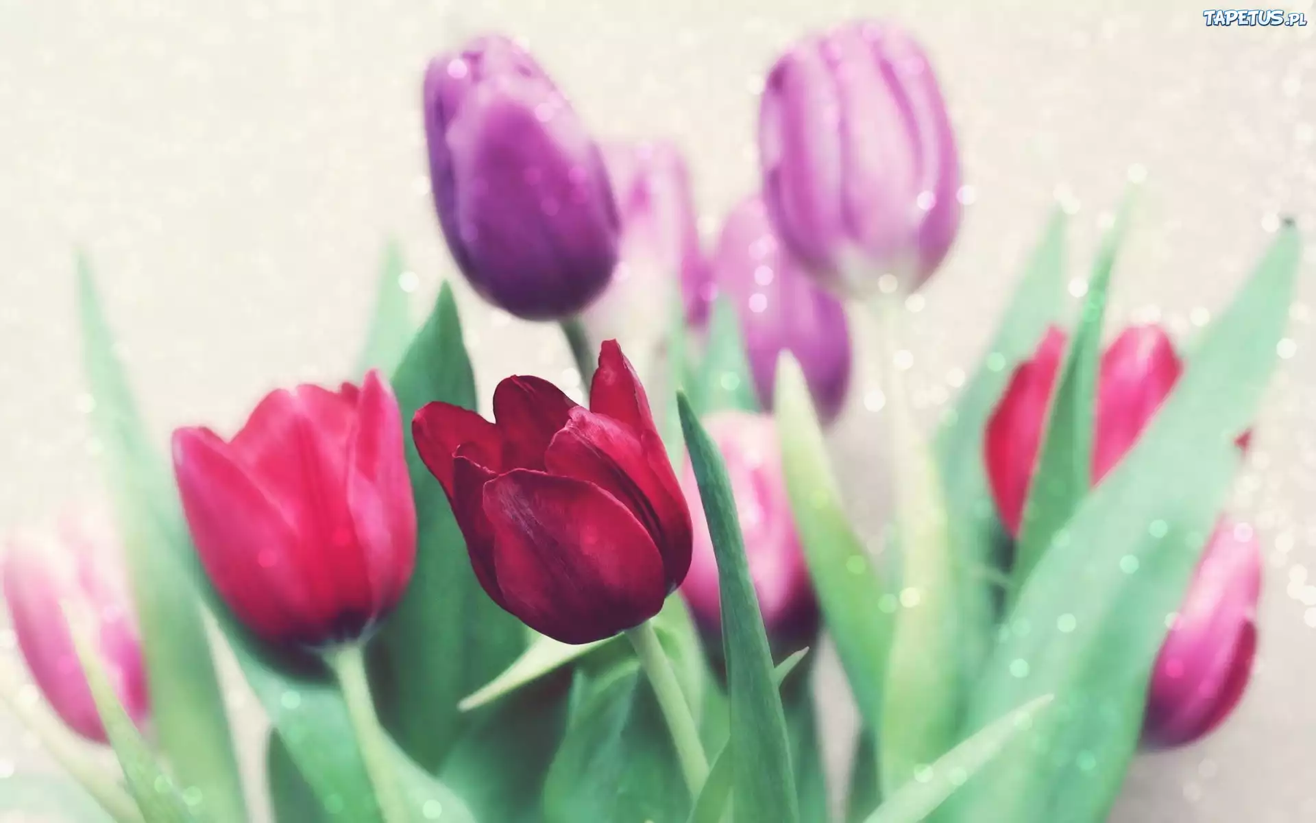 Kwiaty, Tulipany