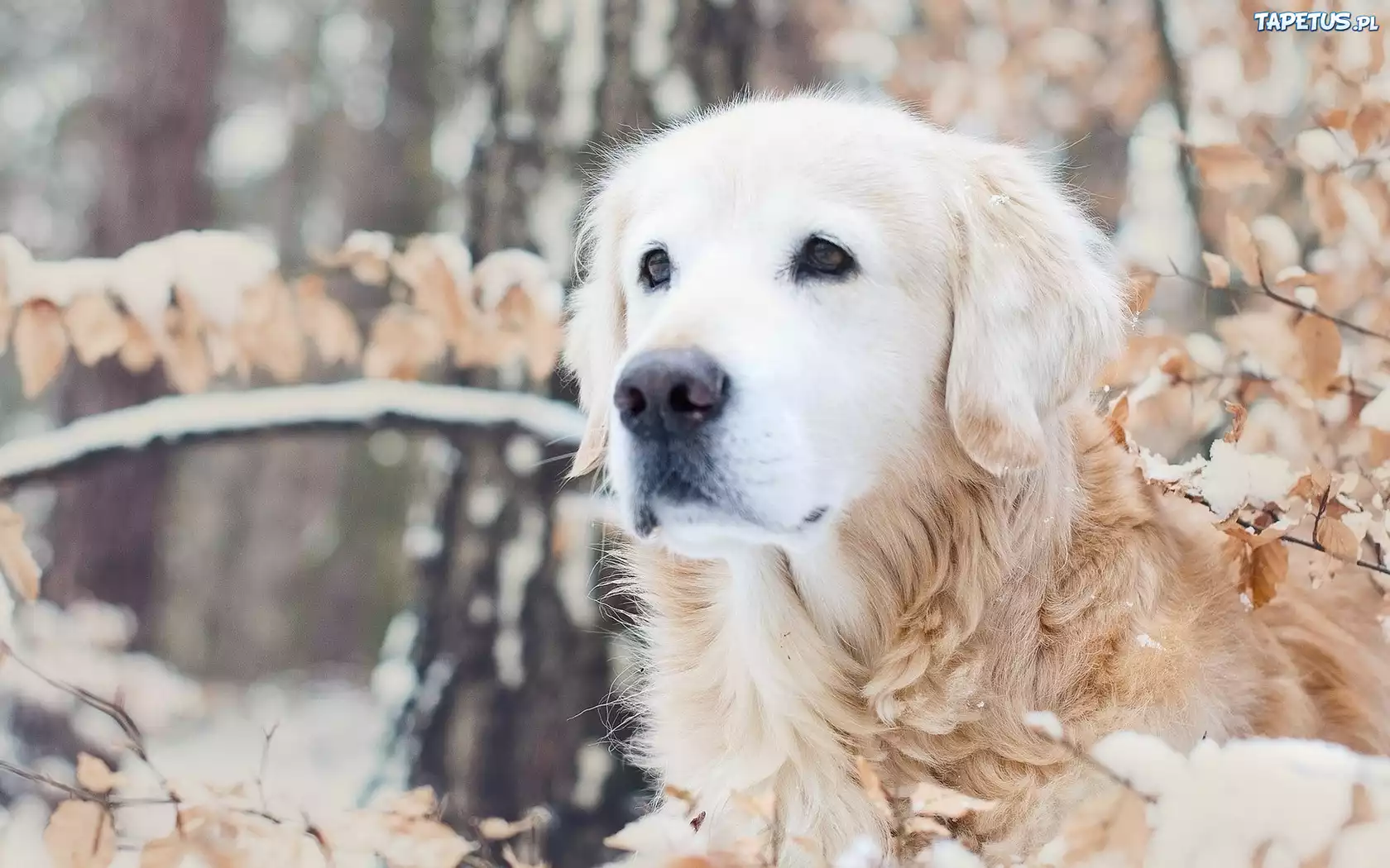 Golden, Retriever