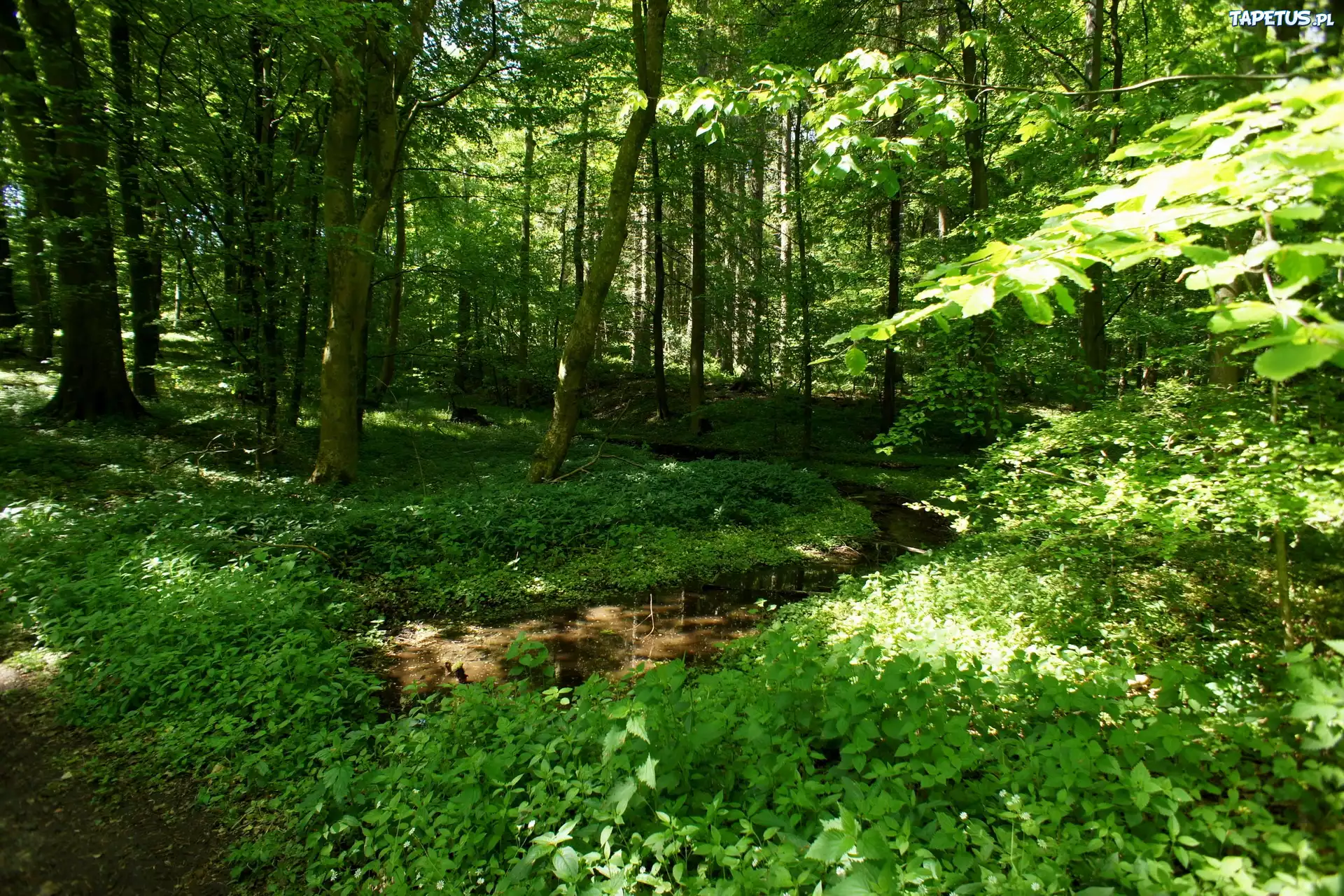 Las, Rzeczka, Rośliny