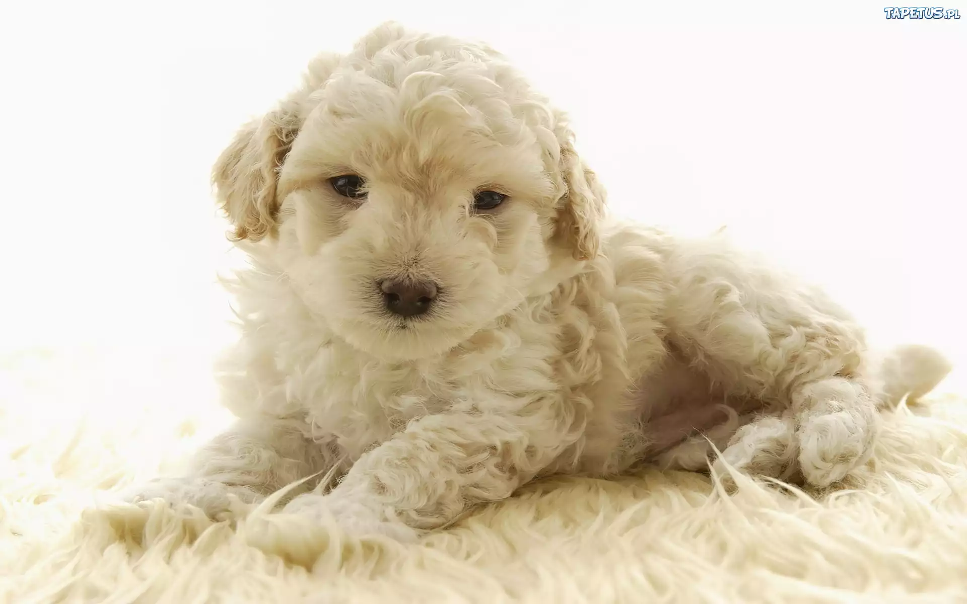 Piesek, Szczeniak, Wypoczynek, Bichon frise