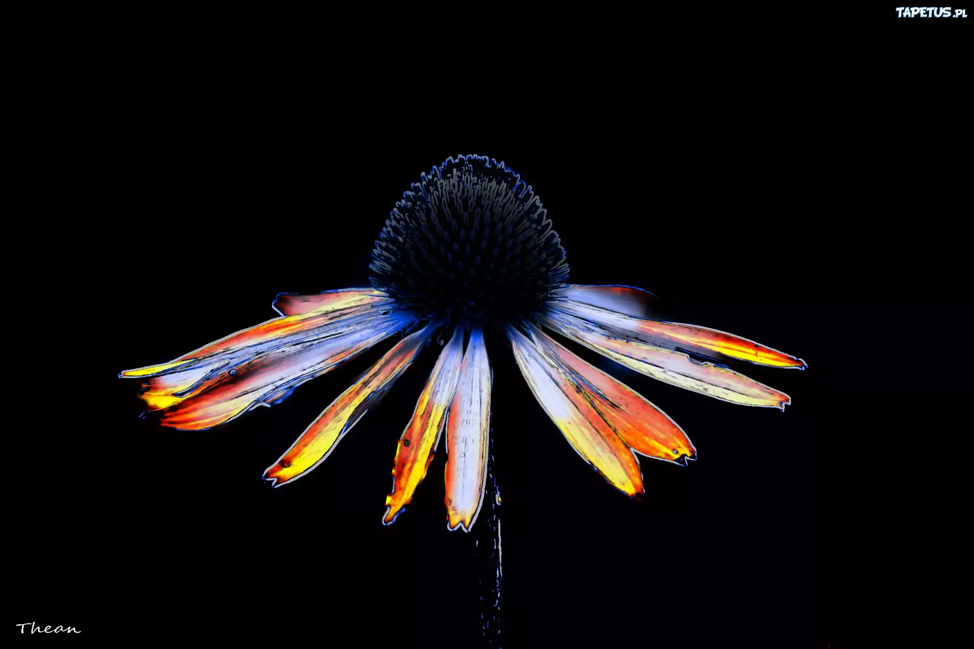 Kwiat, Rudbekia, Grafika
