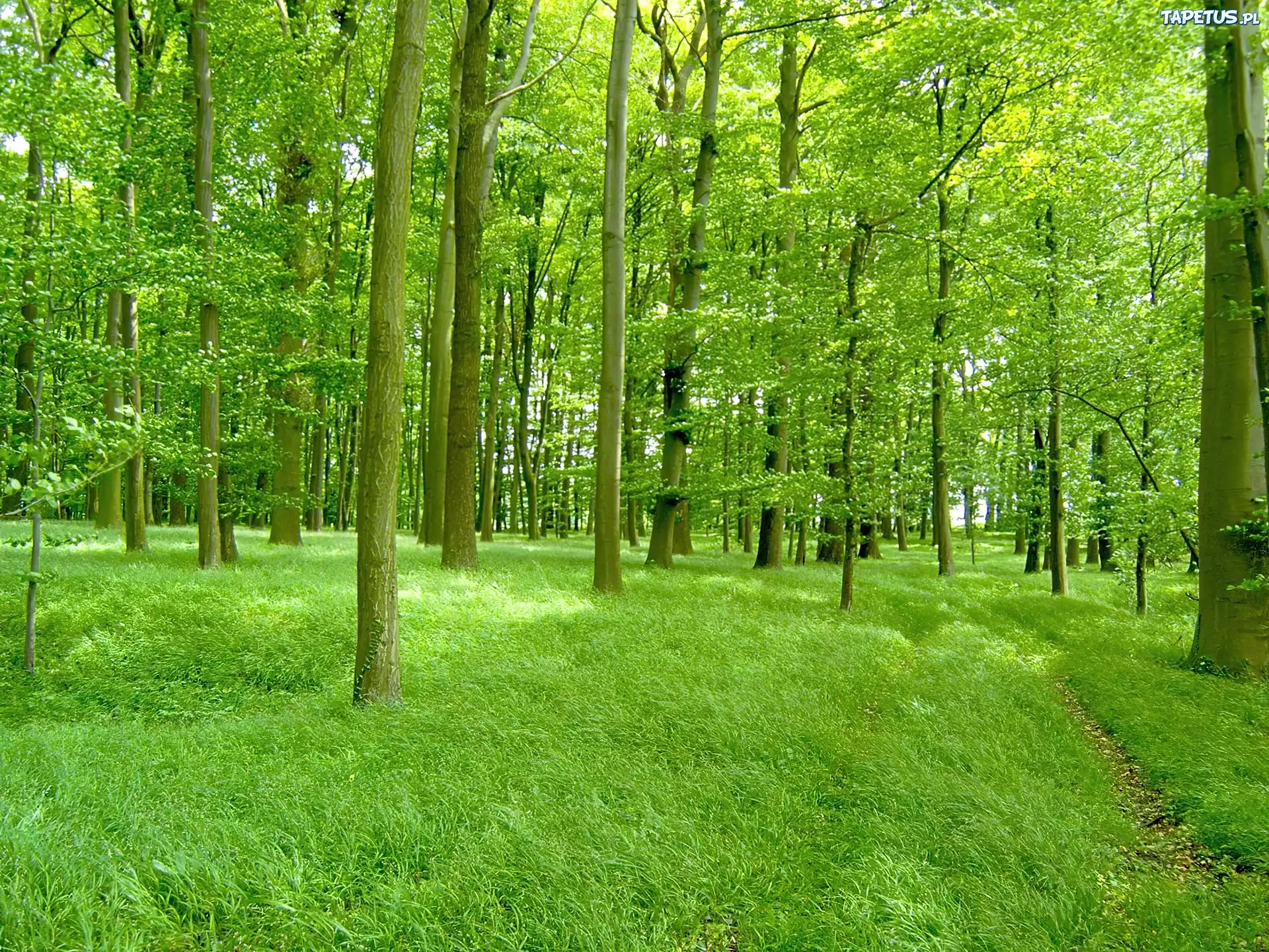 Piękny, Zielony, Las