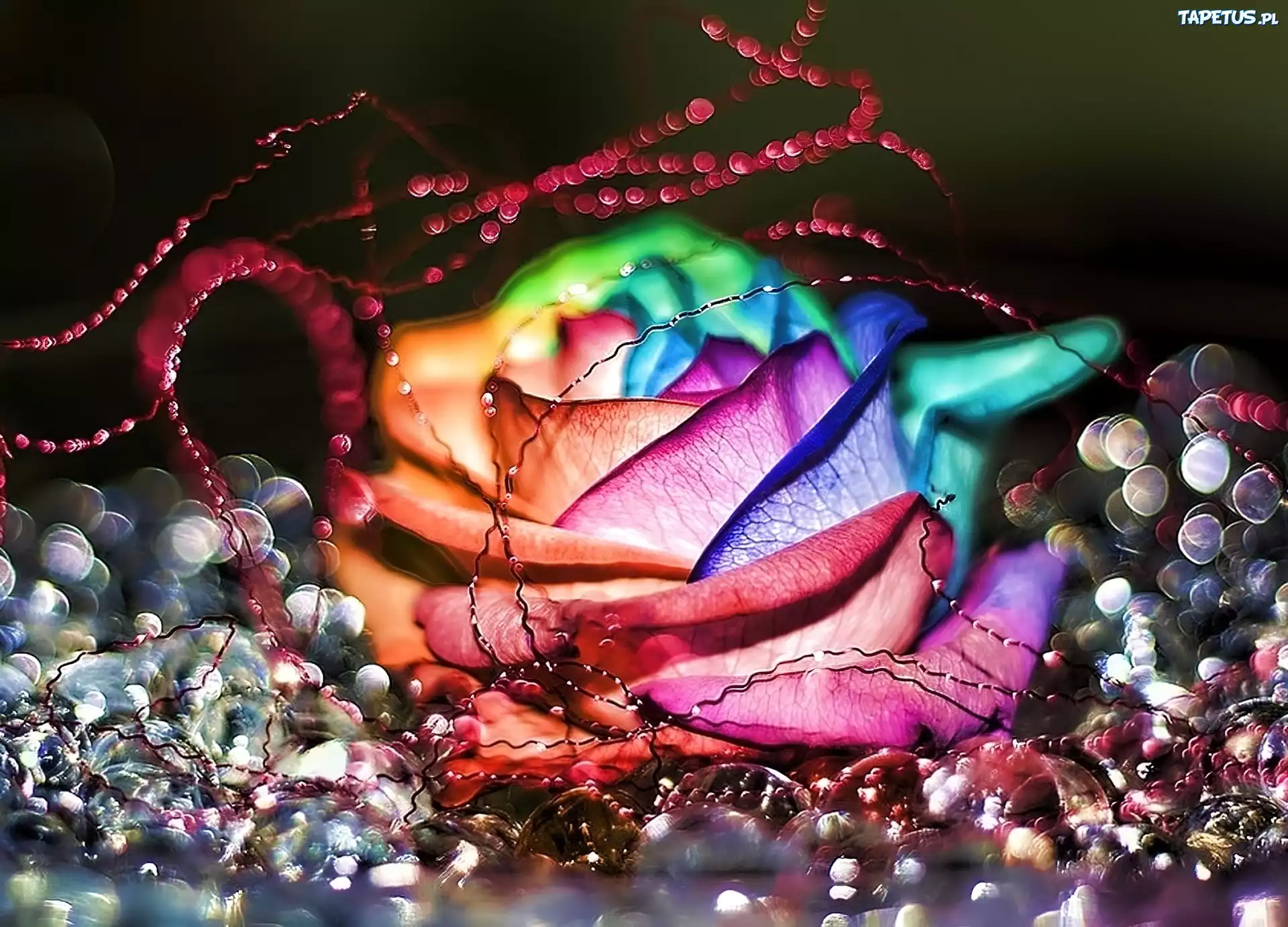 Kolorowa, Róża, 3D, Wektorowa, Grafika