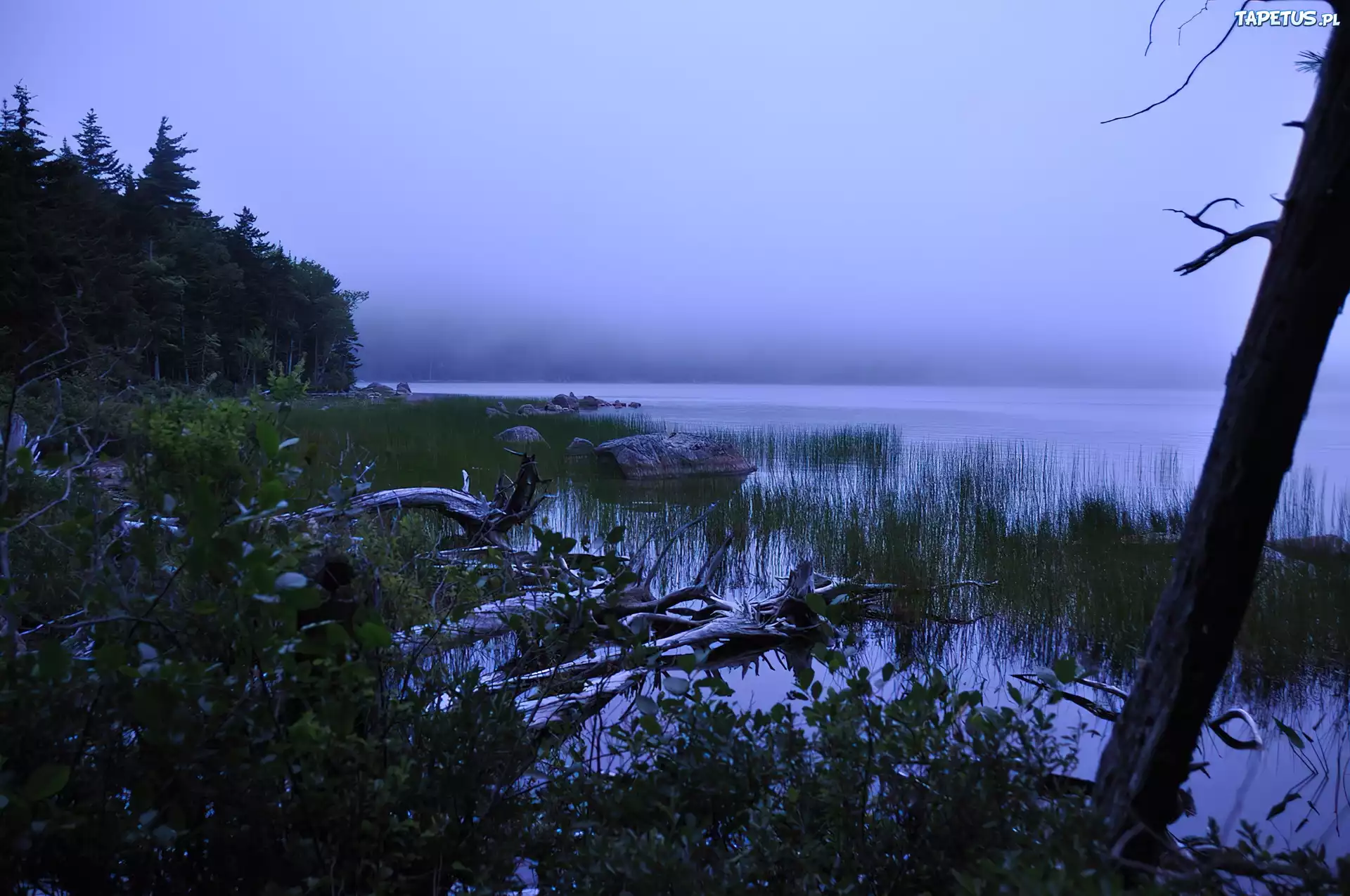 Jezioro, Roślinność, Acadia, Maine