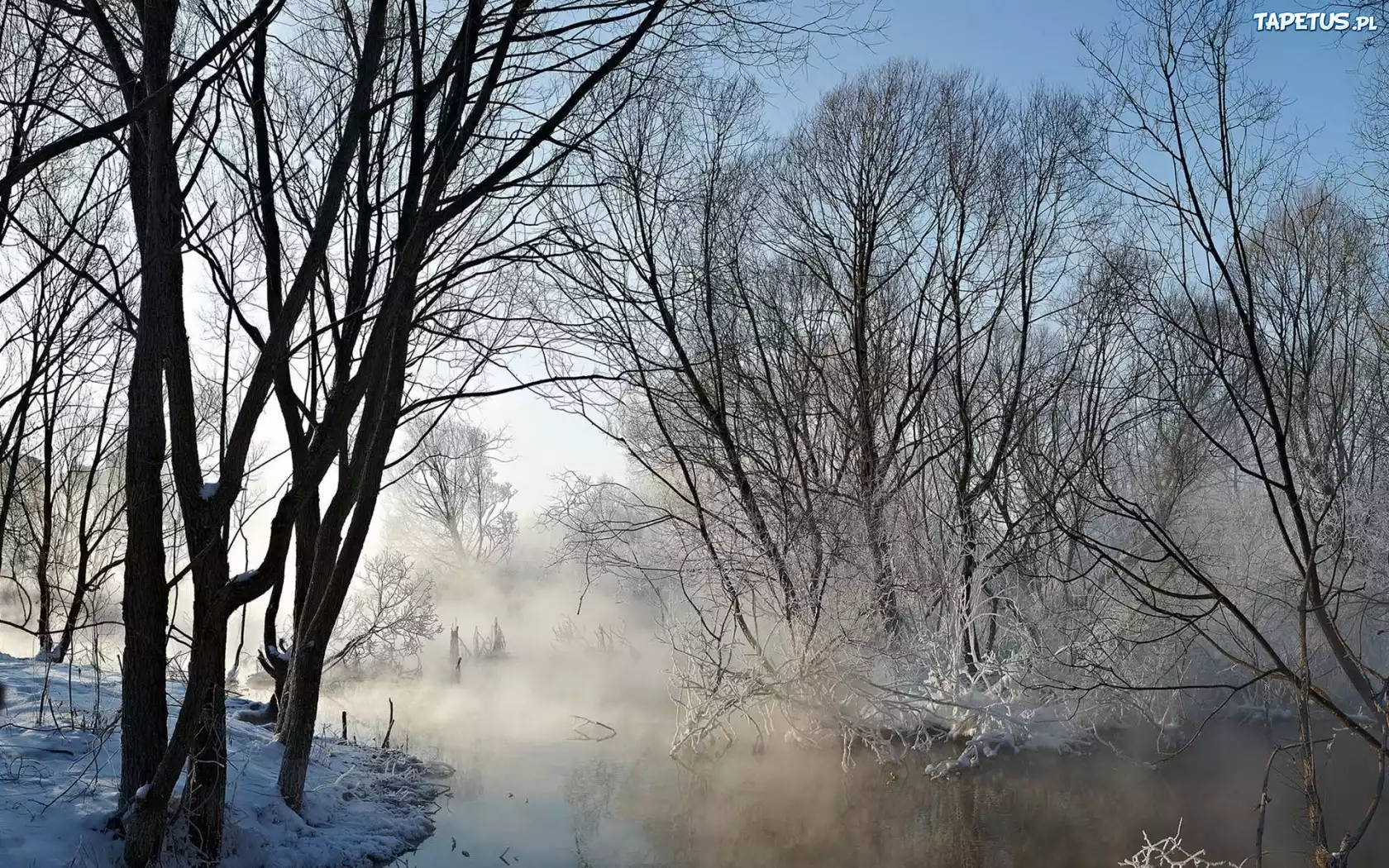 природа туман зима деревья бесплатно