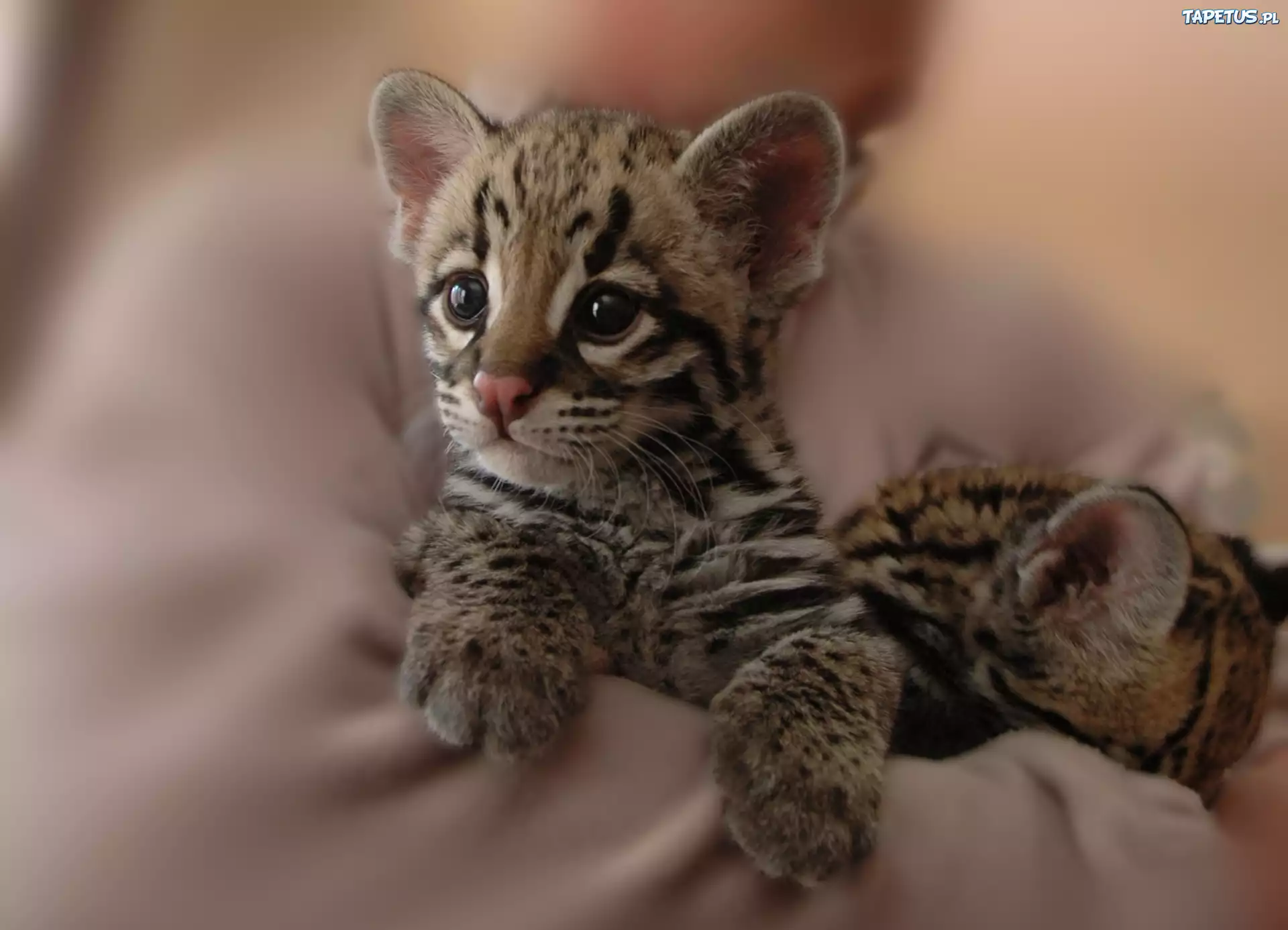 Malutki, Ocelot