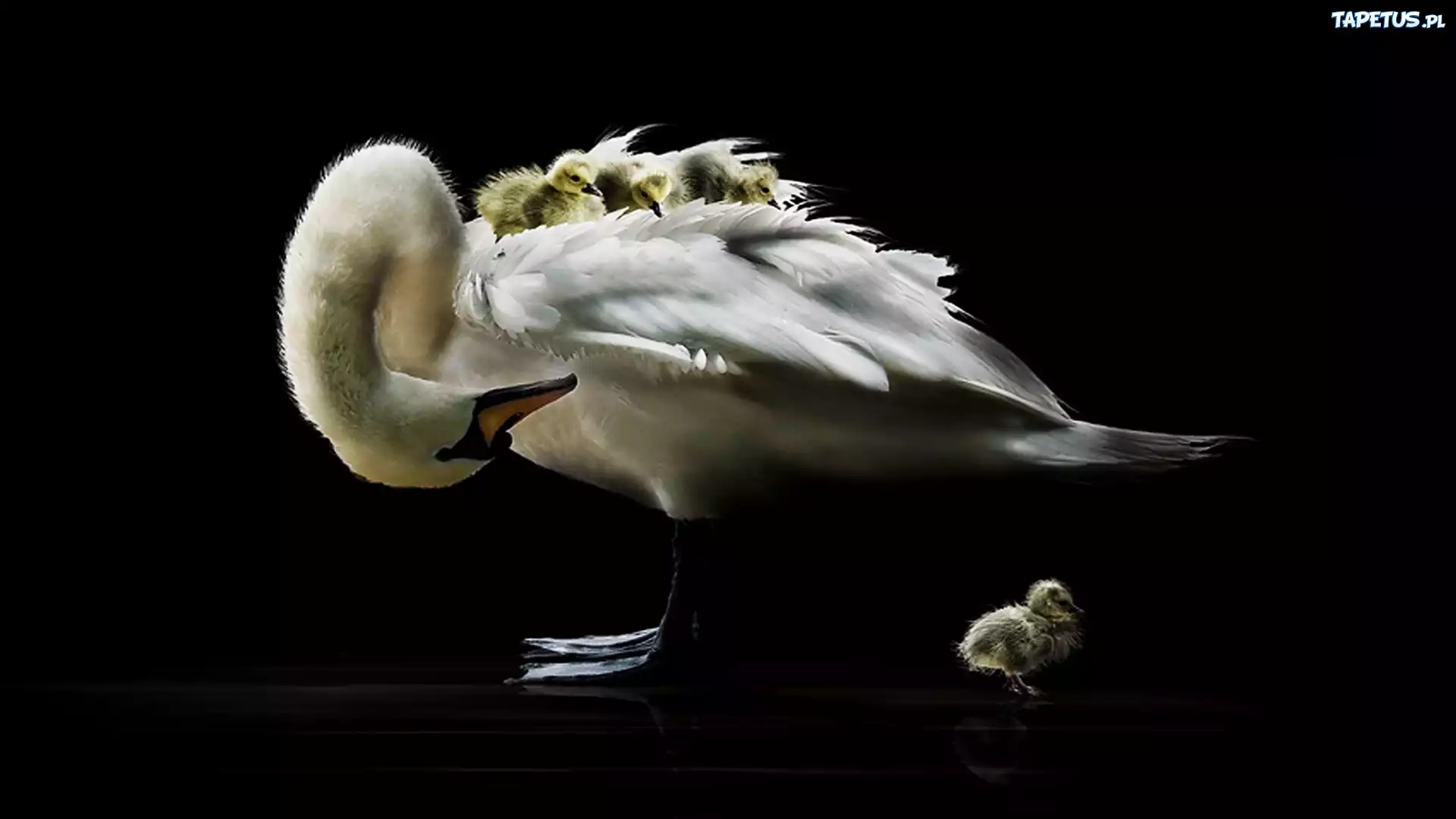 Łabędzia, Mama, Młode