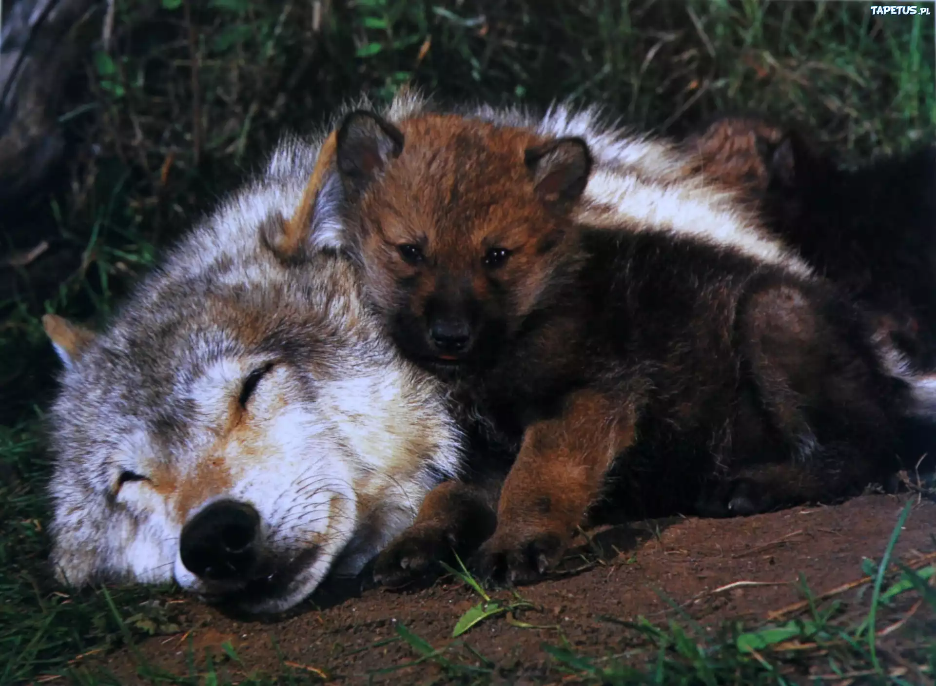 Какие отношения складываются между медведем и лисицей. Волк с волчатами. Про маленького волчонка. Лисенок и Волчонок. Волк и Лисенок.