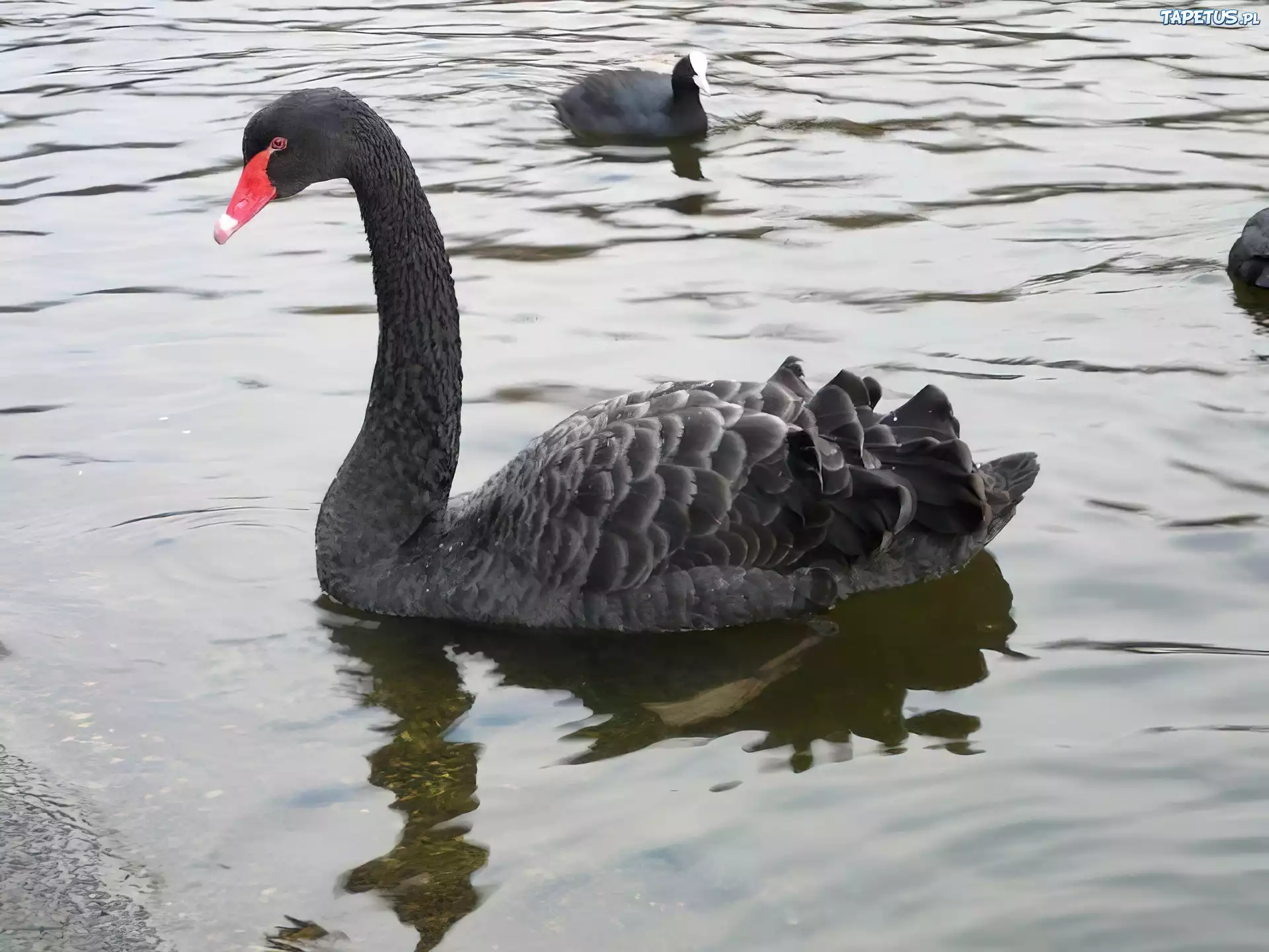 Czarne, Łabędzie, Woda