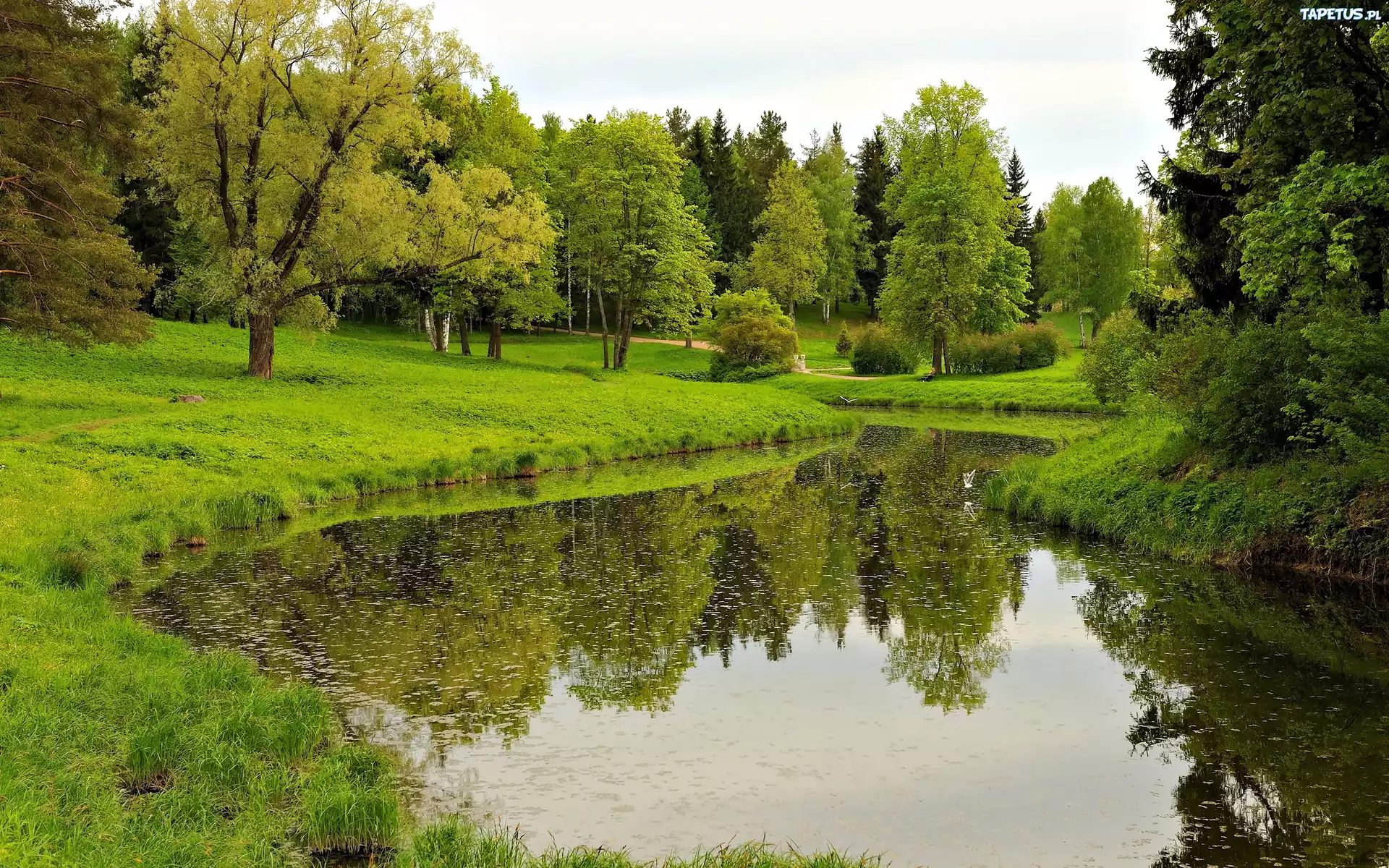 Park, Staw, Odbicie, Drzewa, Wiosna