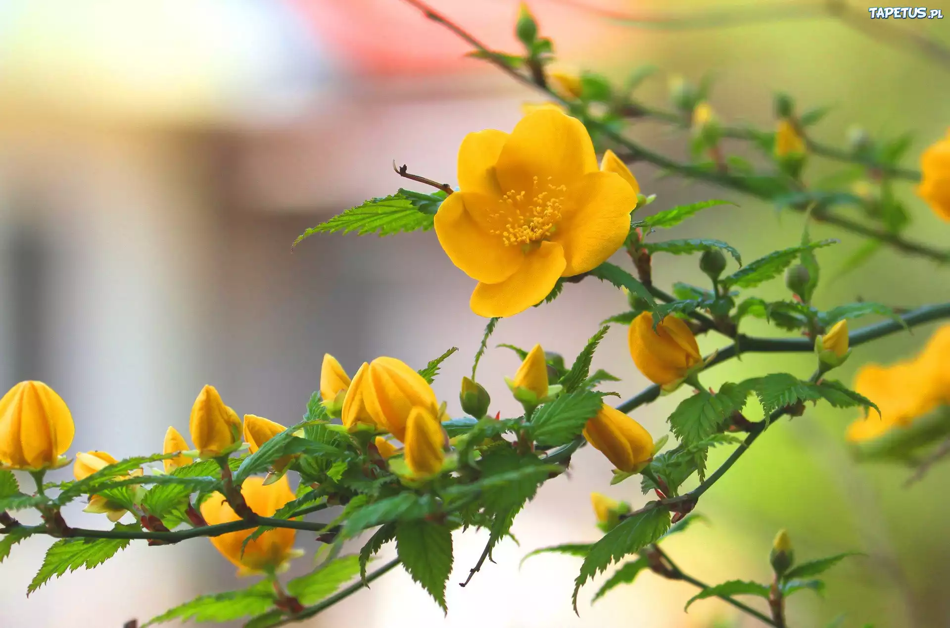Желтый распустившийся цветок скачать