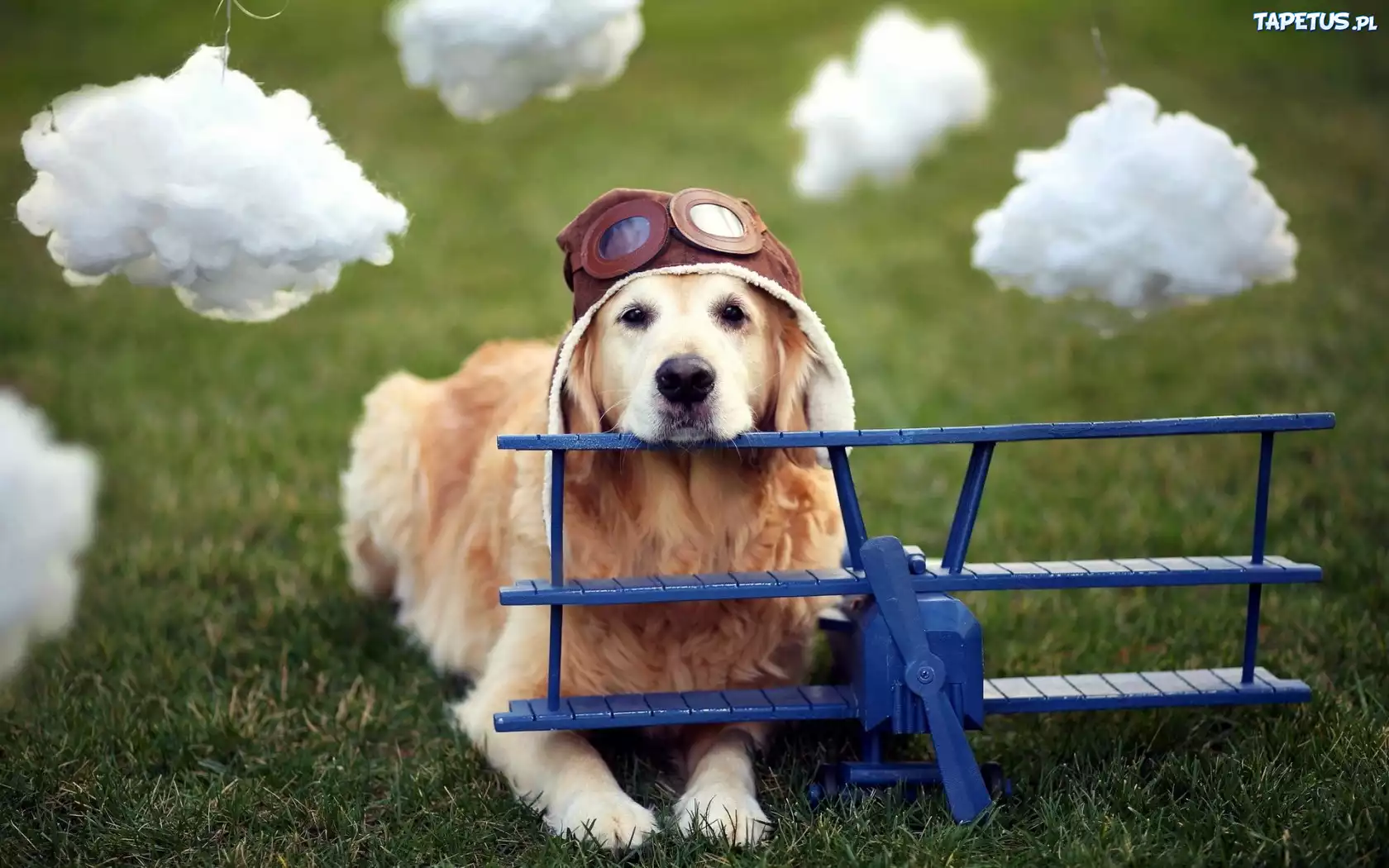 Pies, Pilot, Chmurki, Golden Retriever