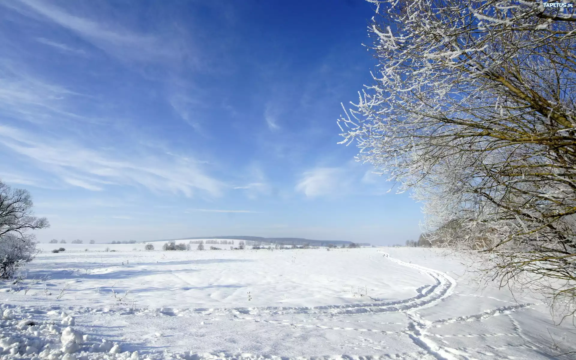 Niebo, Drzewo, Śnieg, Zima