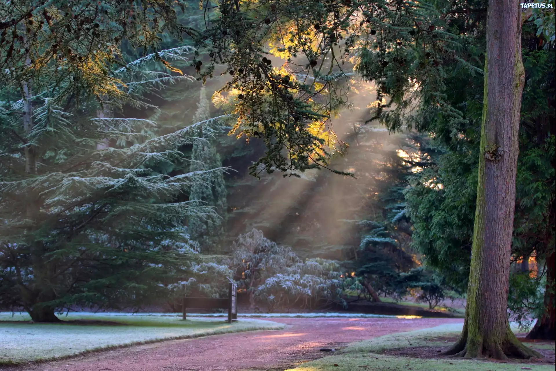 Prześwitujące, Promienie Słońca, Park, Alejka
