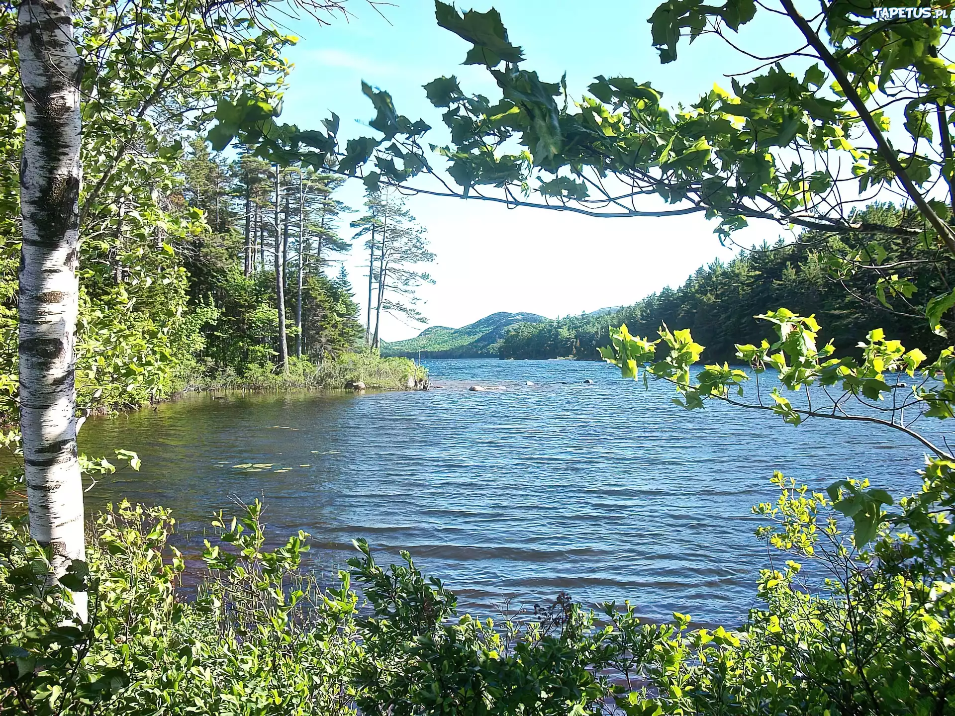 Jezioro, Drzewa, Maine