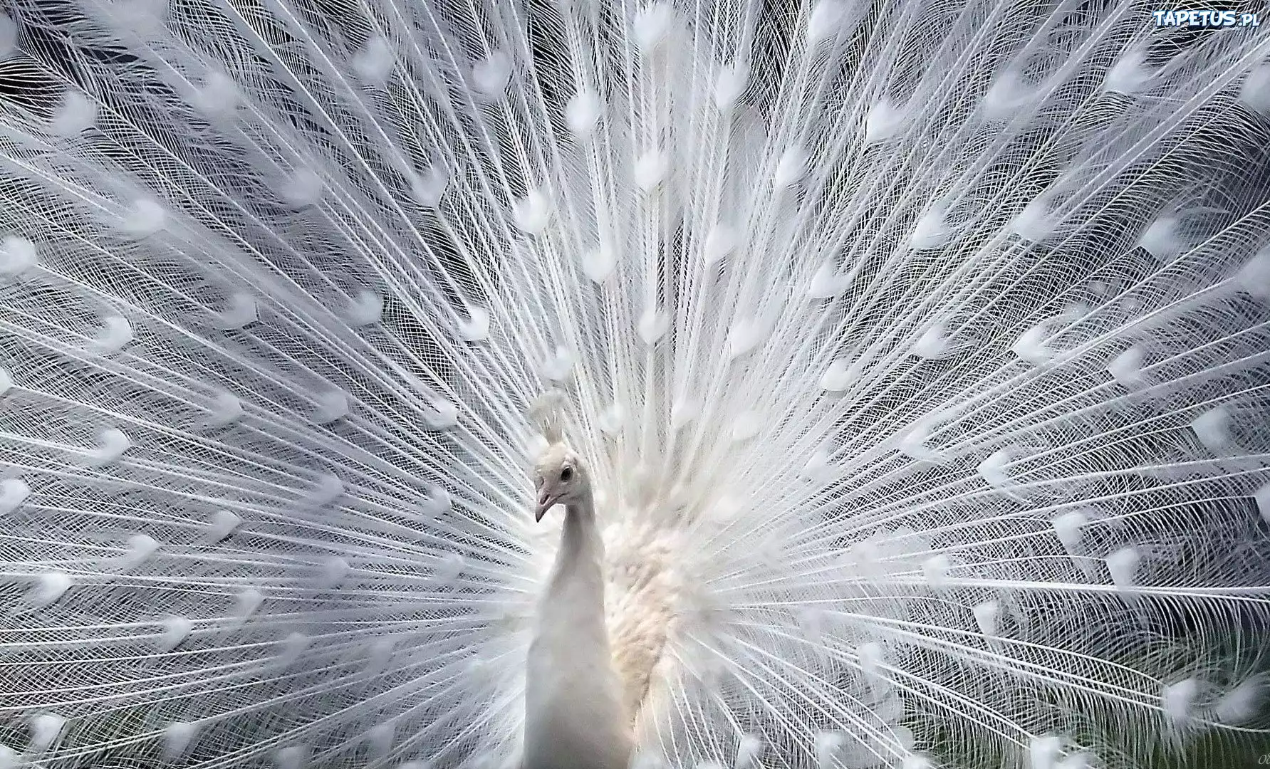 Paw