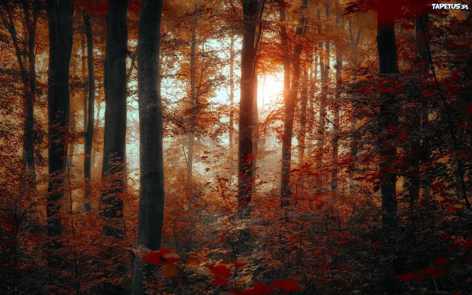 Przebijające, Światło, Las, Jesień